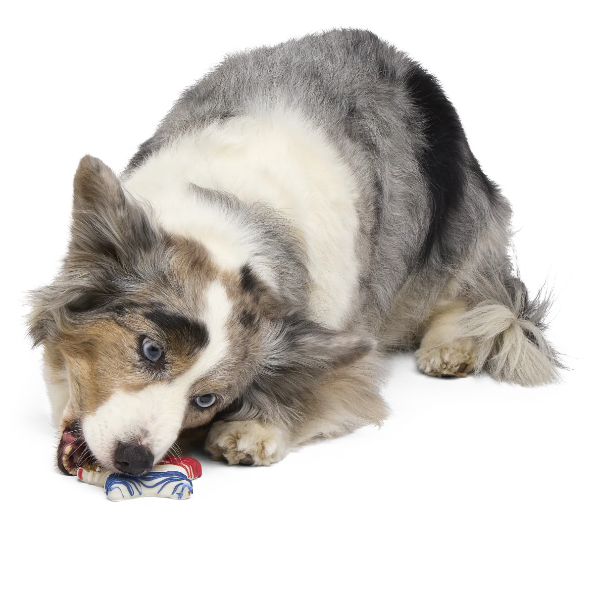 Red White & Chew Dog Cookie - Image 2