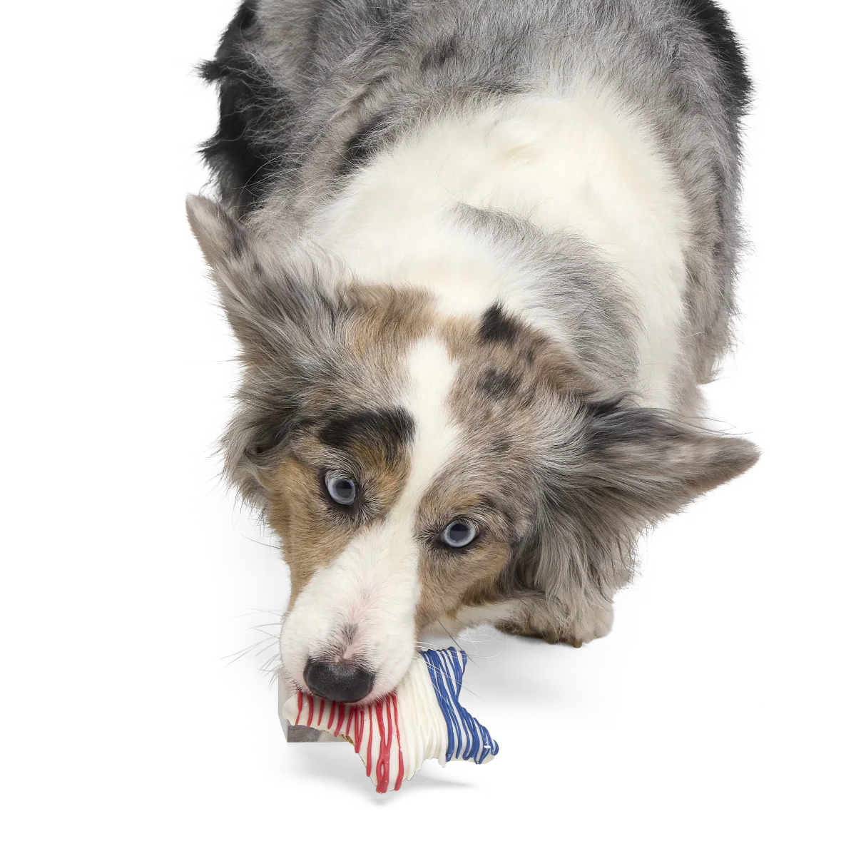 Red White & Chew Dog Cookie - Image 4