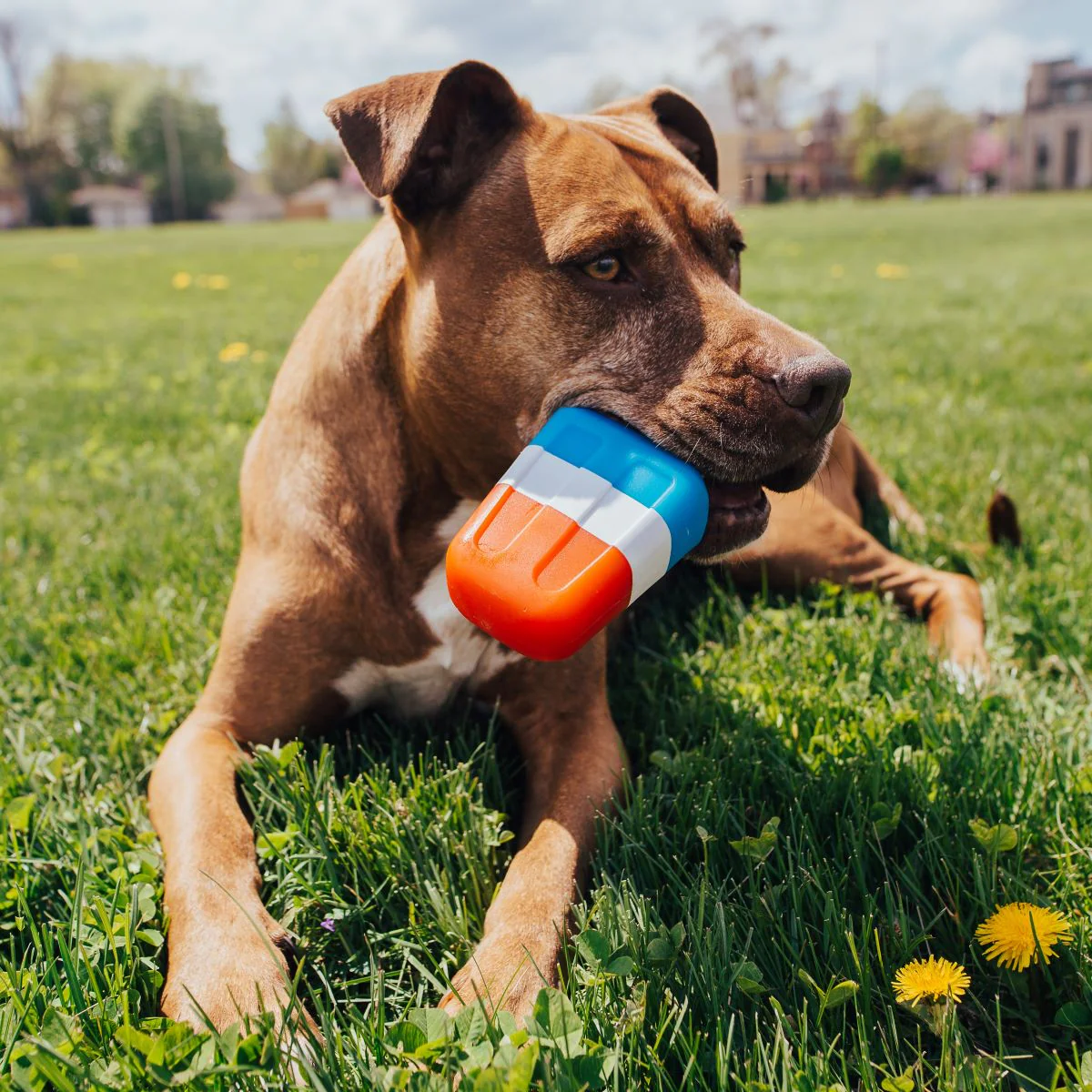 Red White + Chew Pupsicle Super Chewer Durable Gnaw Dog Toy - Image 4