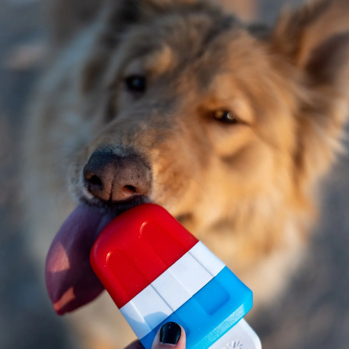 Red White + Chew Pupsicle Super Chewer Durable Gnaw Dog Toy - Image 5
