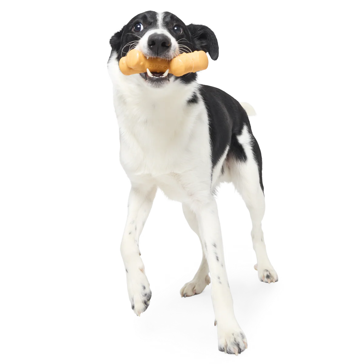 Reef Teefer Super Chewer Durable Gnaw Dog Toy - Image 3