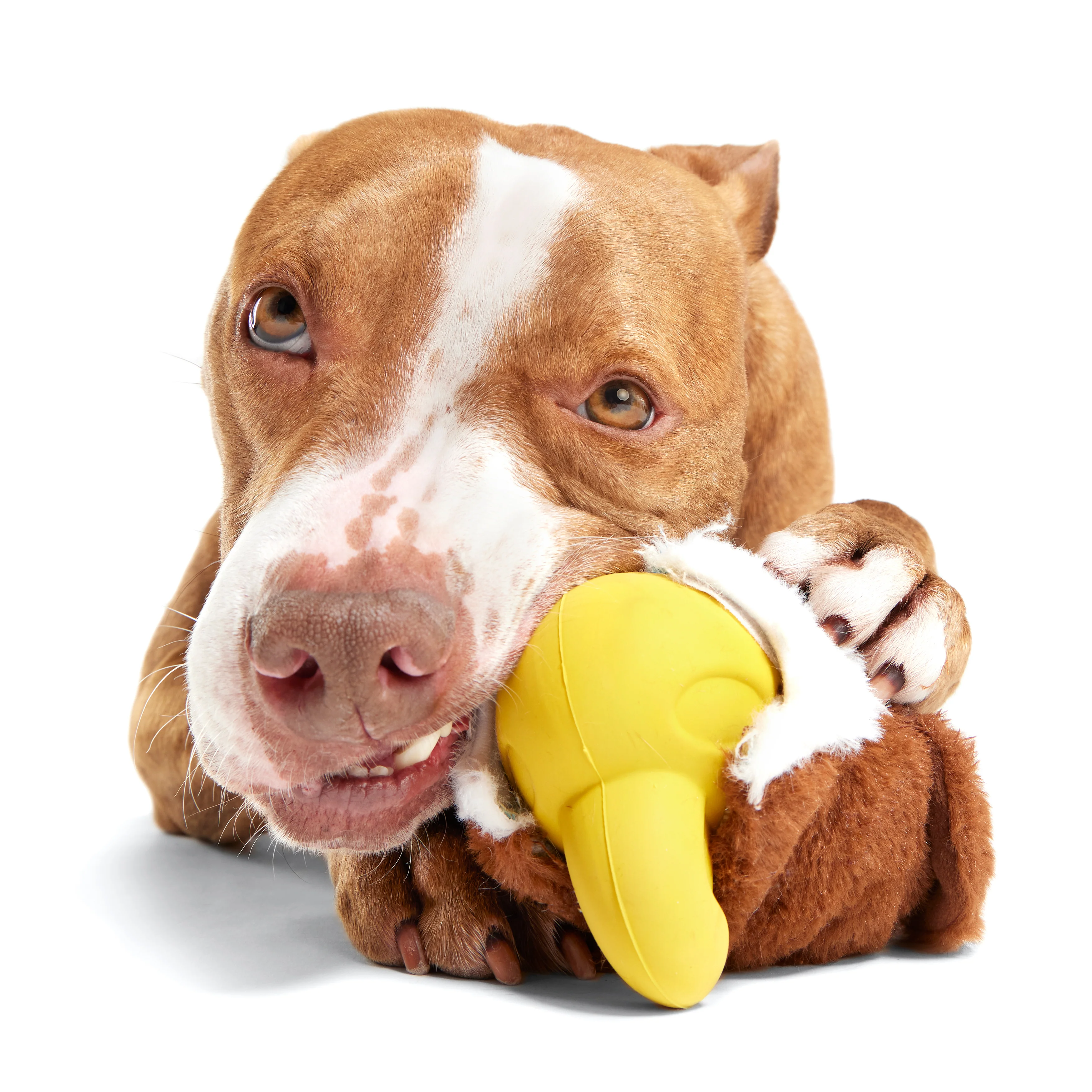 Rock Creek Eagle Durable Super Chewer 2-in-1 Rip and Reveal Dog Toy - Image 2