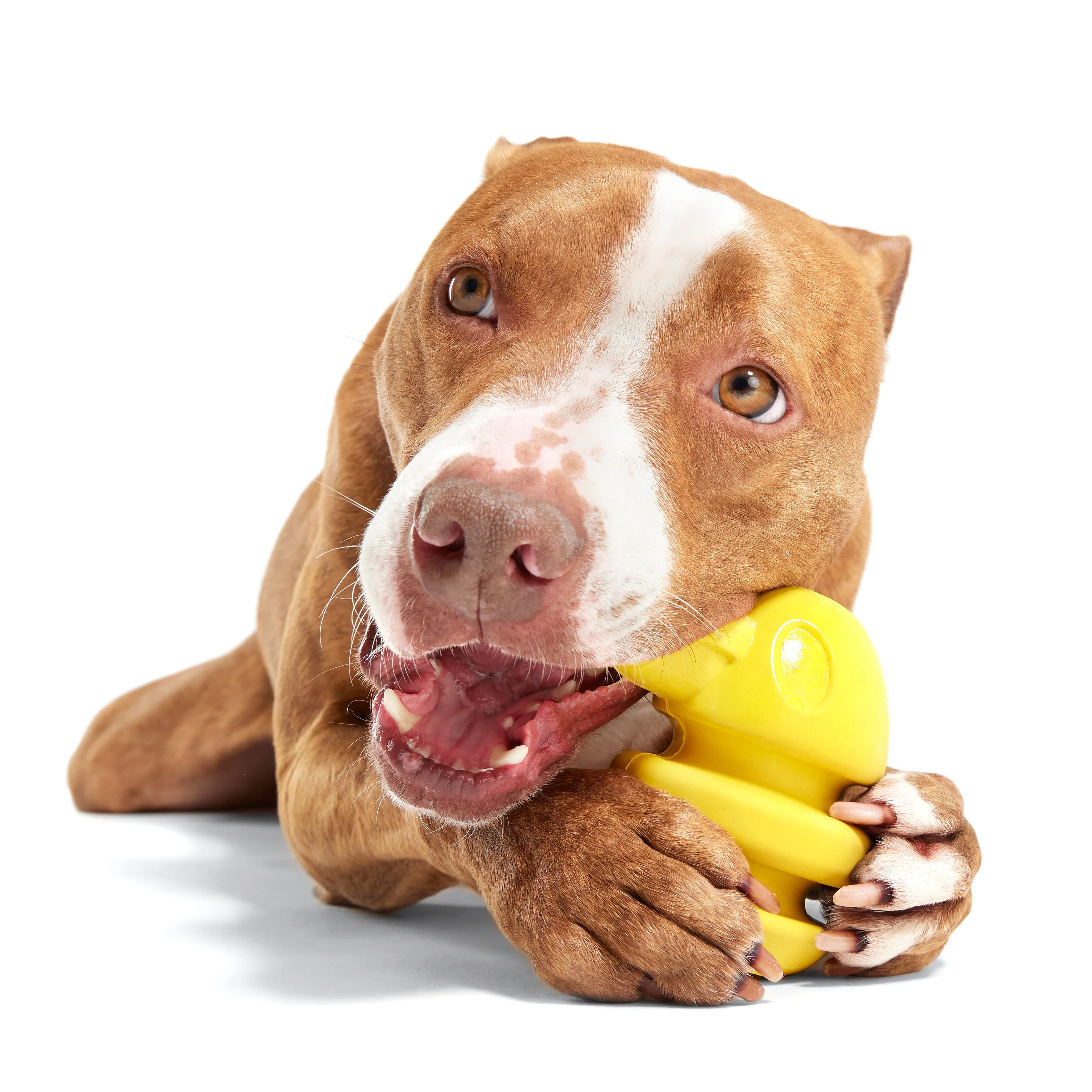 Rock Creek Eagle Durable Super Chewer 2-in-1 Rip and Reveal Dog Toy - Image 4