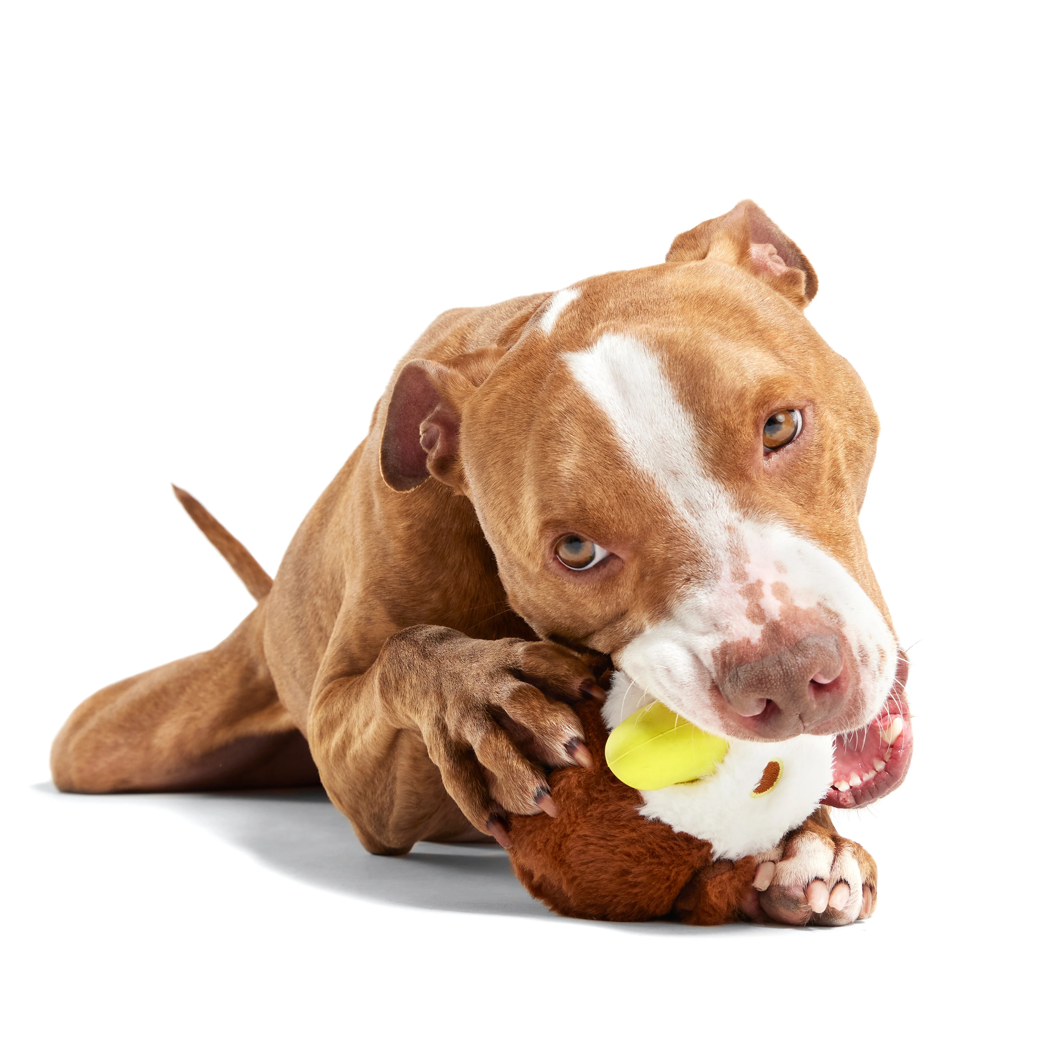 Rock Creek Eagle Durable Super Chewer 2-in-1 Rip and Reveal Dog Toy - Image 5