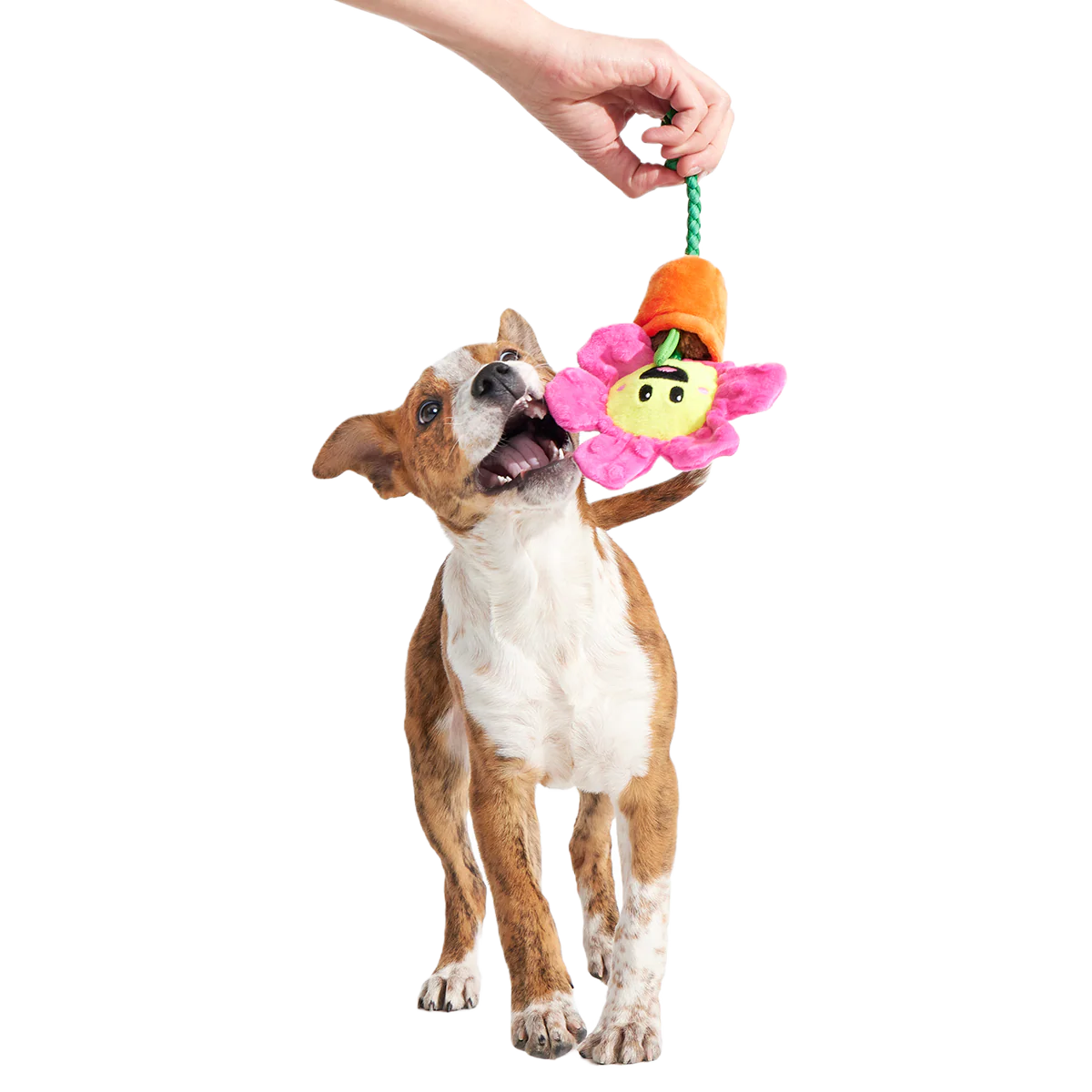 Rose the Daisy Plush Tug Dog Toy - Image 2