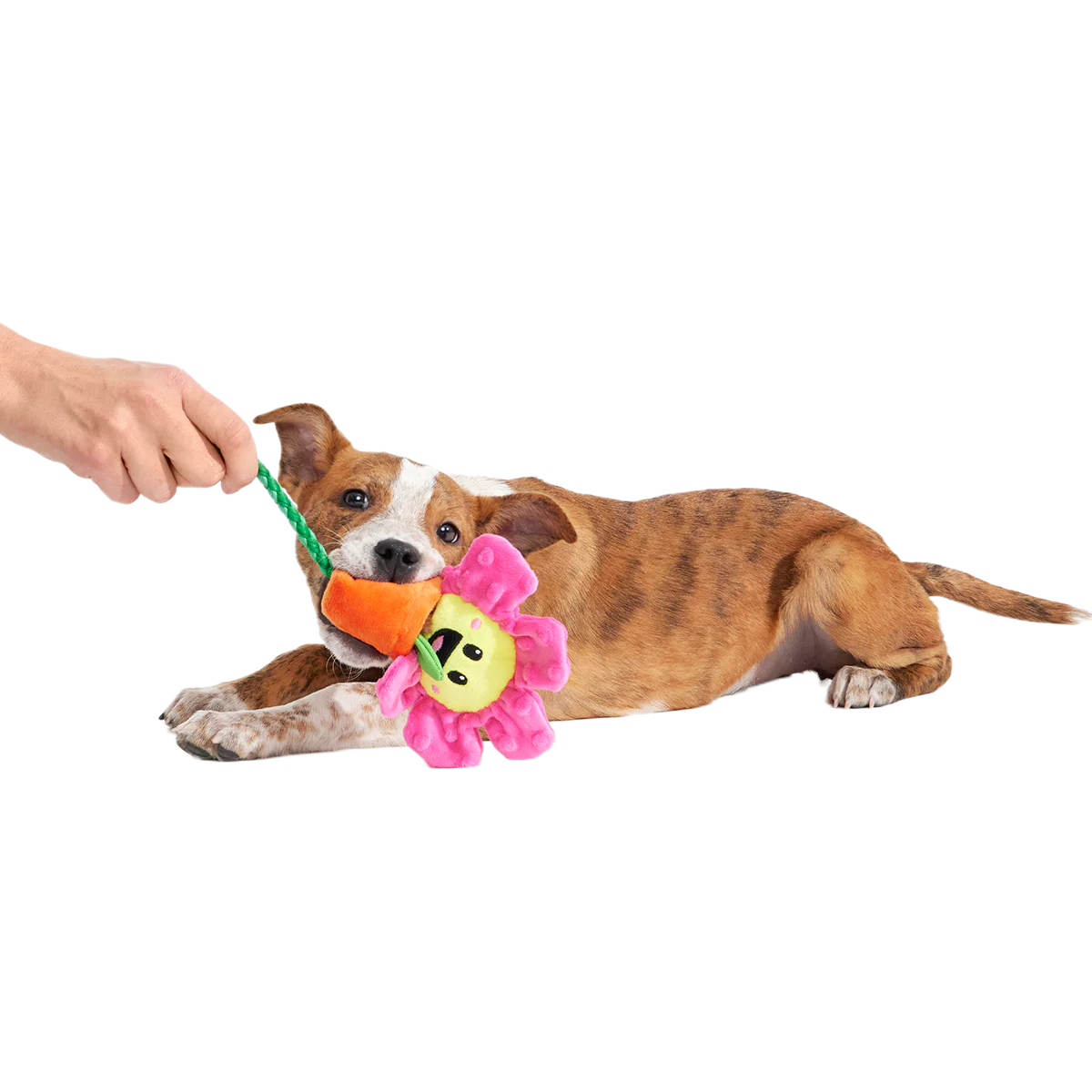 Rose the Daisy Plush Tug Dog Toy - Image 3