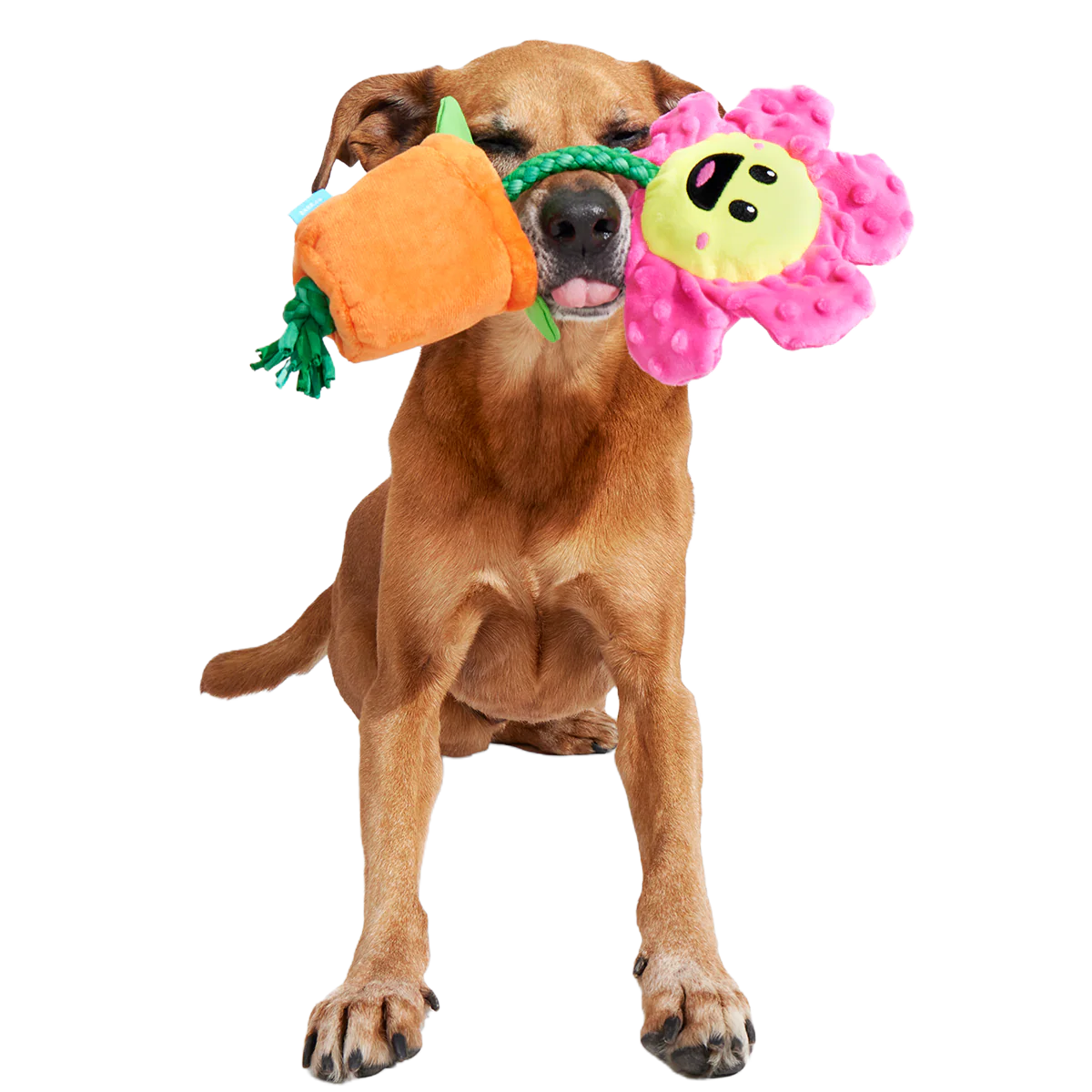 Rose the Daisy Plush Tug Dog Toy - Image 4