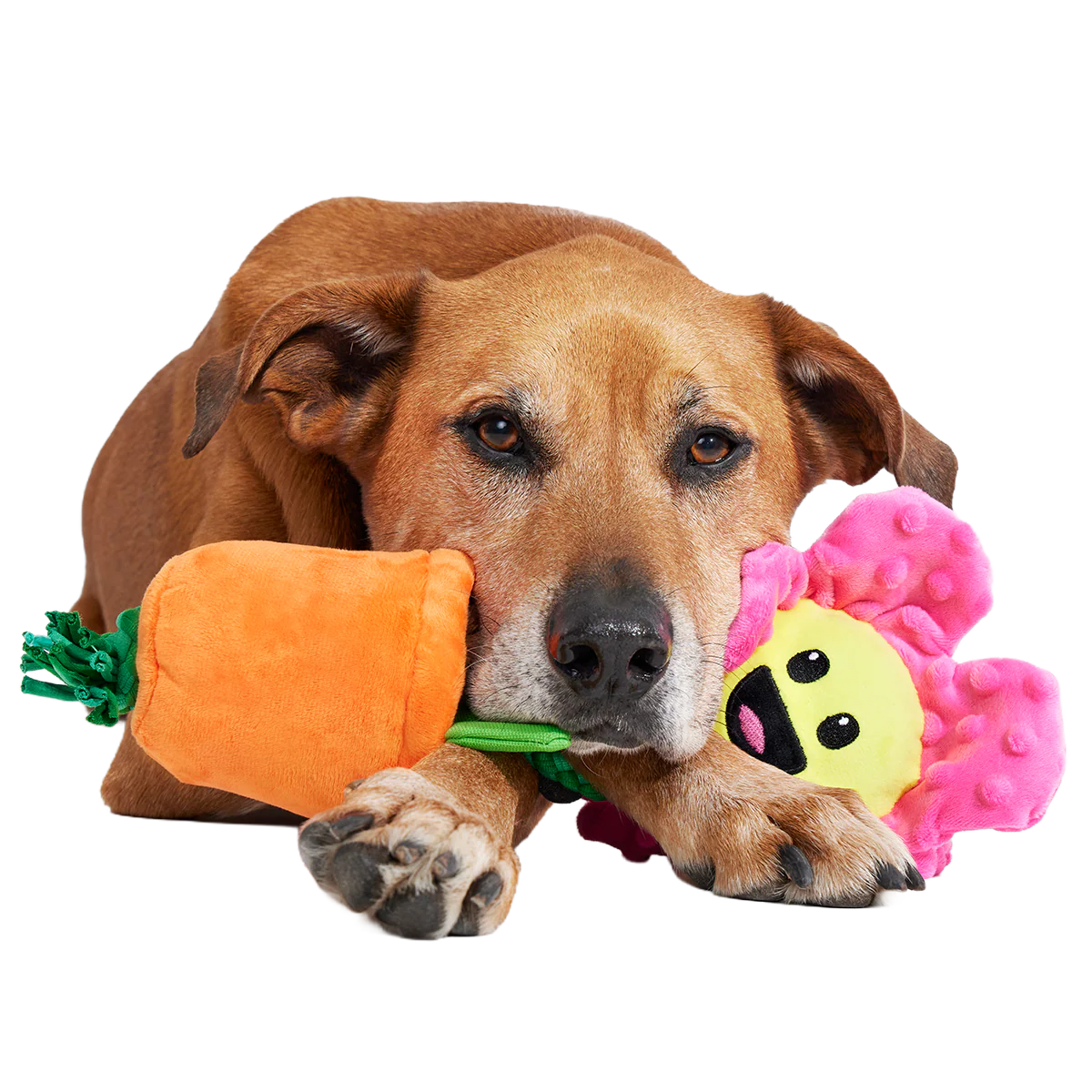 Rose the Daisy Plush Tug Dog Toy - Image 5