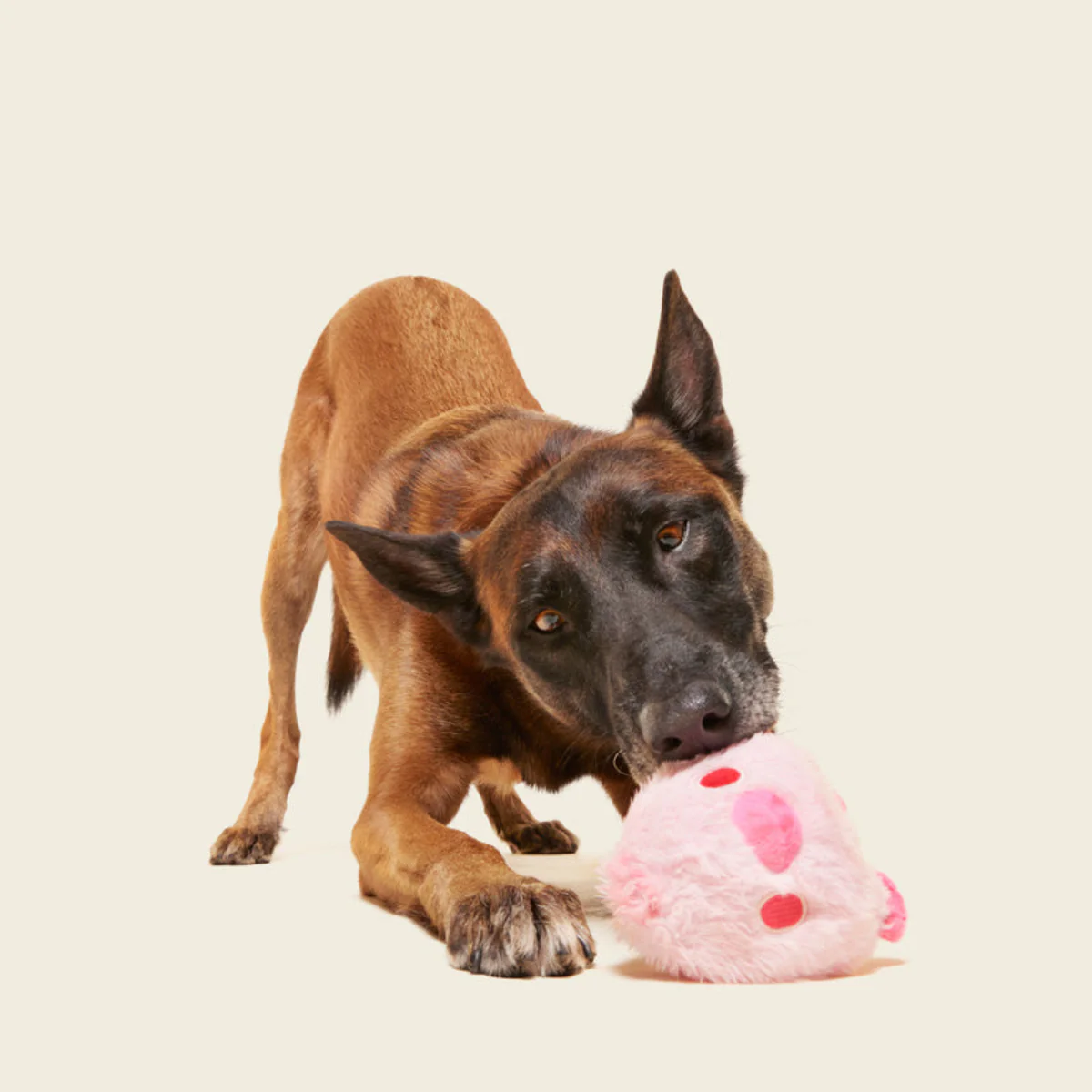 Rosy Tough Chick Super Chewer Durable 2-in-1 Dog Toy - Image 5