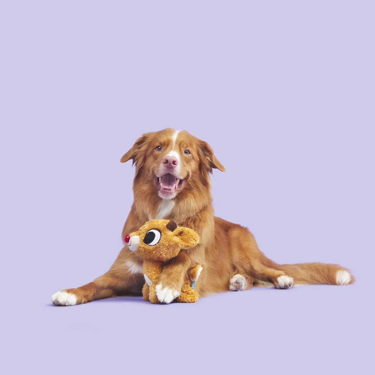 Rudolph the Red-Nosed Reindeer® Plush Tug Dog Toy - Image 2