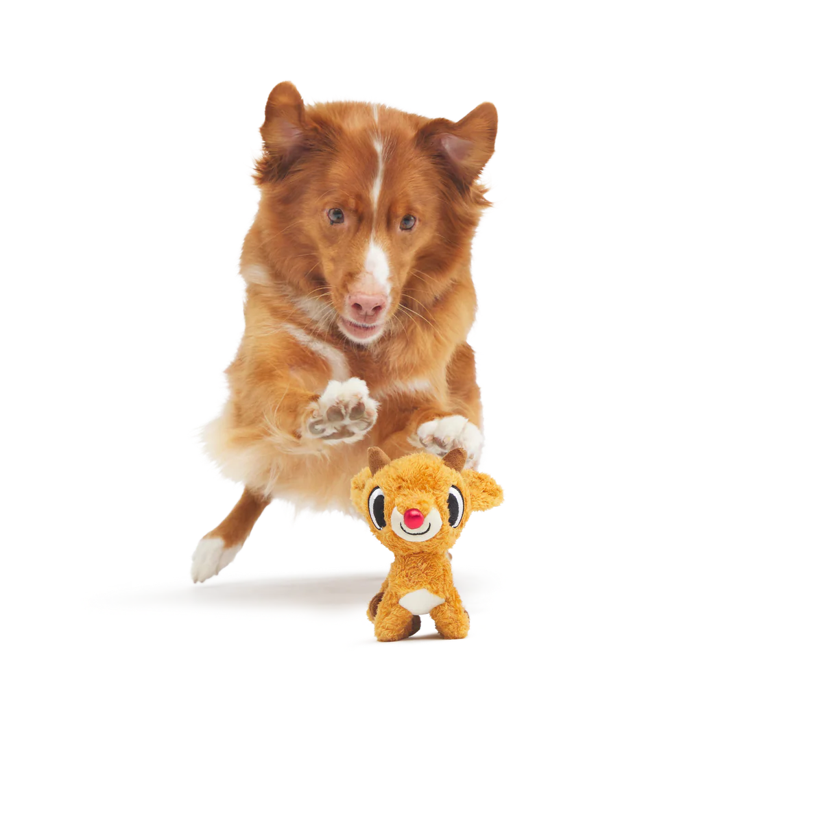 Rudolph the Red-Nosed Reindeer® Plush Tug Dog Toy - Image 3