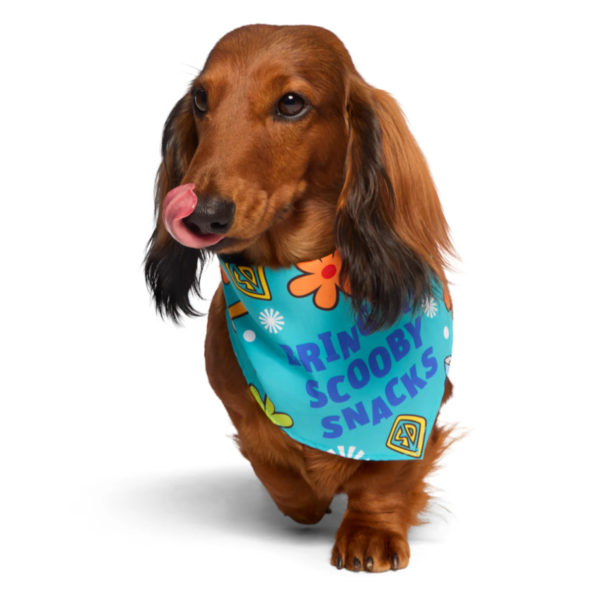 Scooby™ Snacks Dog Bandana - Image 4