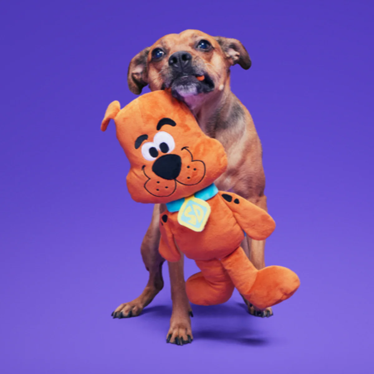 Scooby-Doo™ Bundle Plush Extra-Large Dog Toy - Image 5