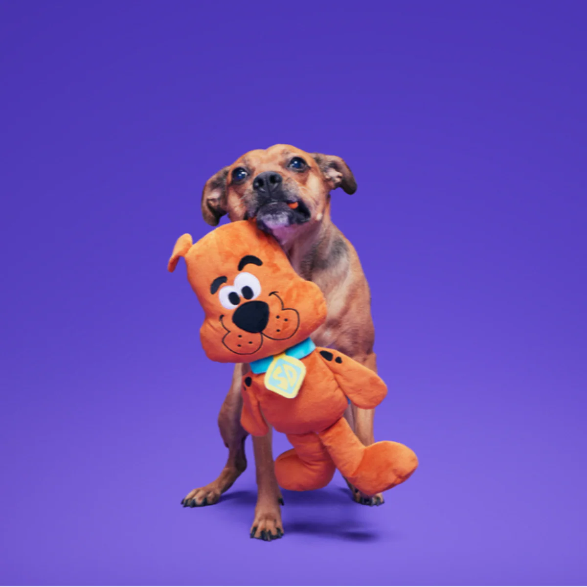 Scooby-Dooby-Doo™ Plush Extra-Large + Tug Dog Toy - Image 3