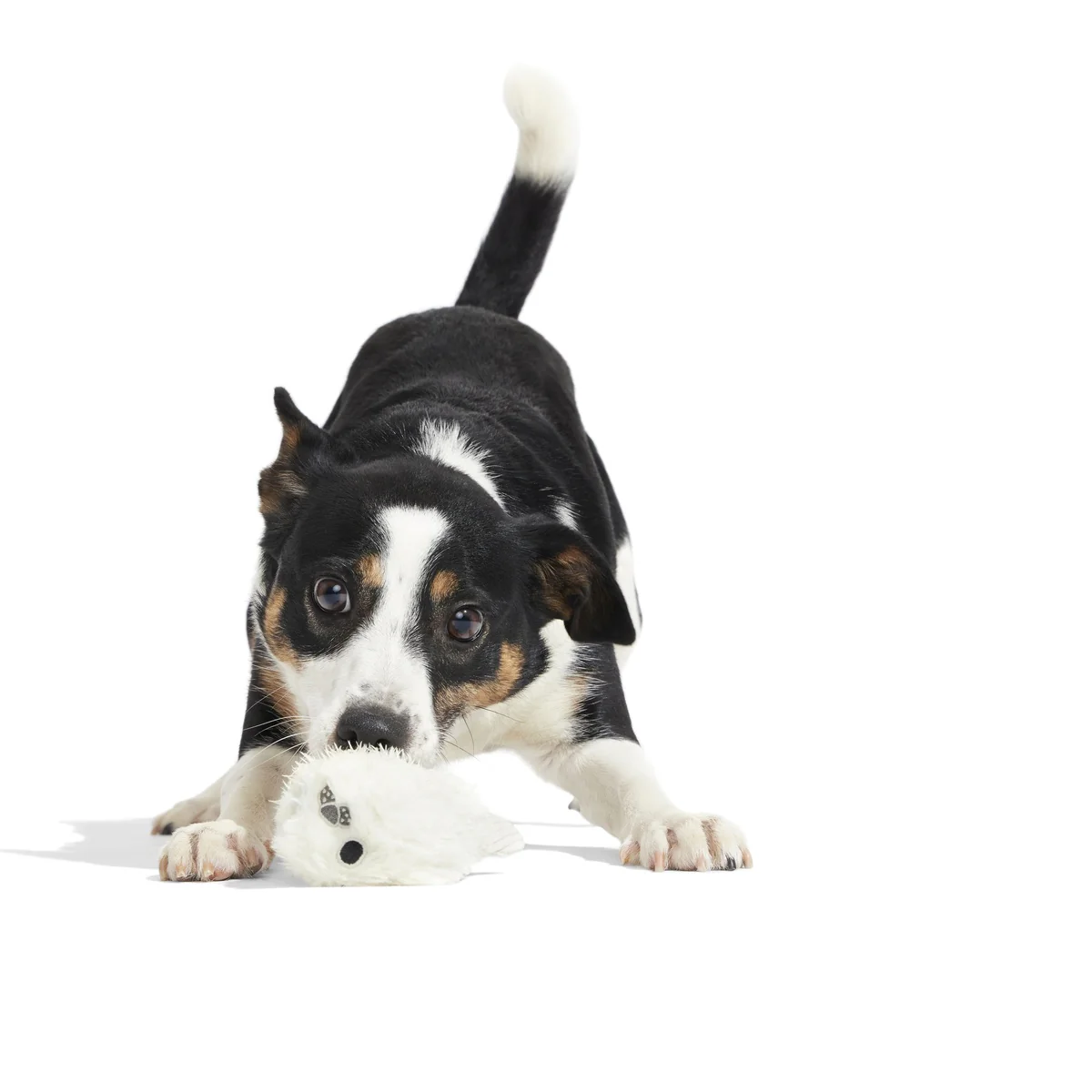 Seal Meal Super Chewer Durable 2-in-1 + Enrichment Dog Toy - Image 10