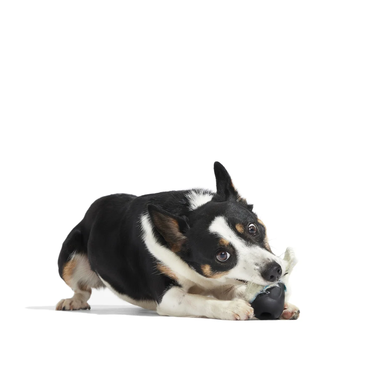Seal Meal Super Chewer Durable 2-in-1 + Enrichment Dog Toy - Image 11