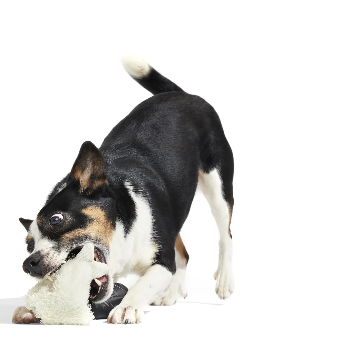 Seal Meal Super Chewer Durable 2-in-1 + Enrichment Dog Toy - Image 12