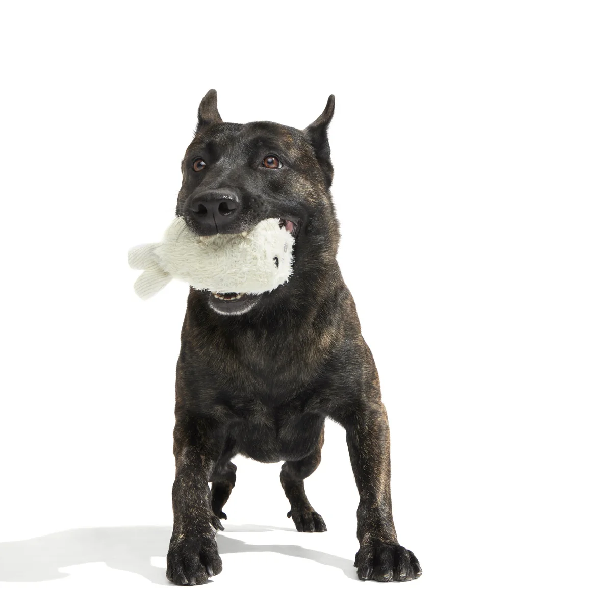 Seal Meal Super Chewer Durable 2-in-1 + Enrichment Dog Toy - Image 5