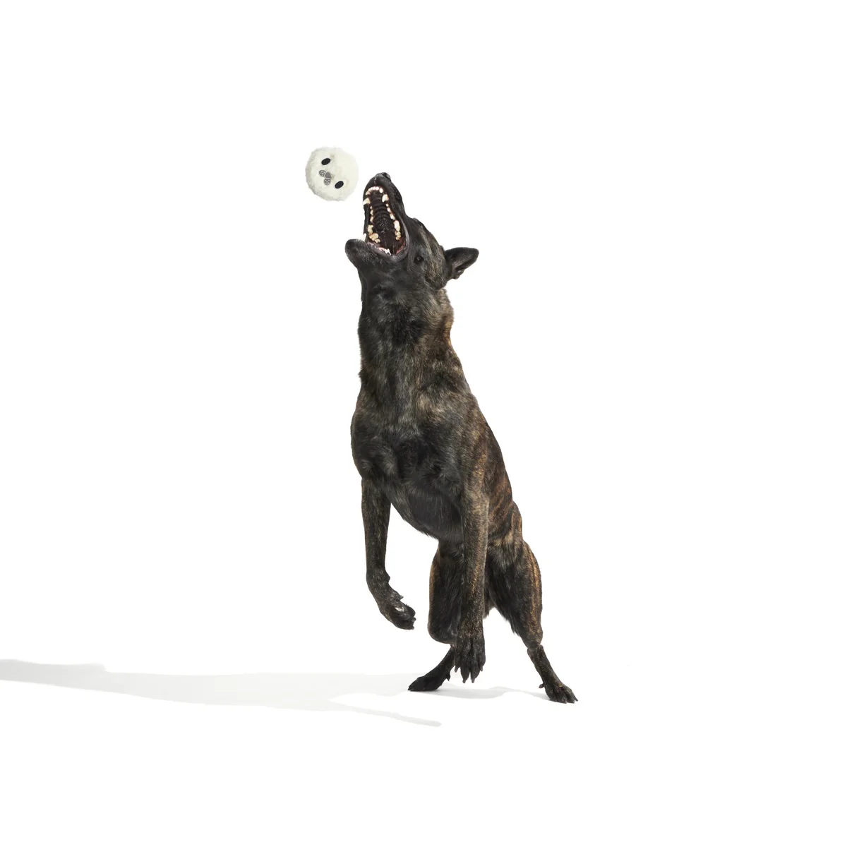 Seal Meal Super Chewer Durable 2-in-1 + Enrichment Dog Toy - Image 6