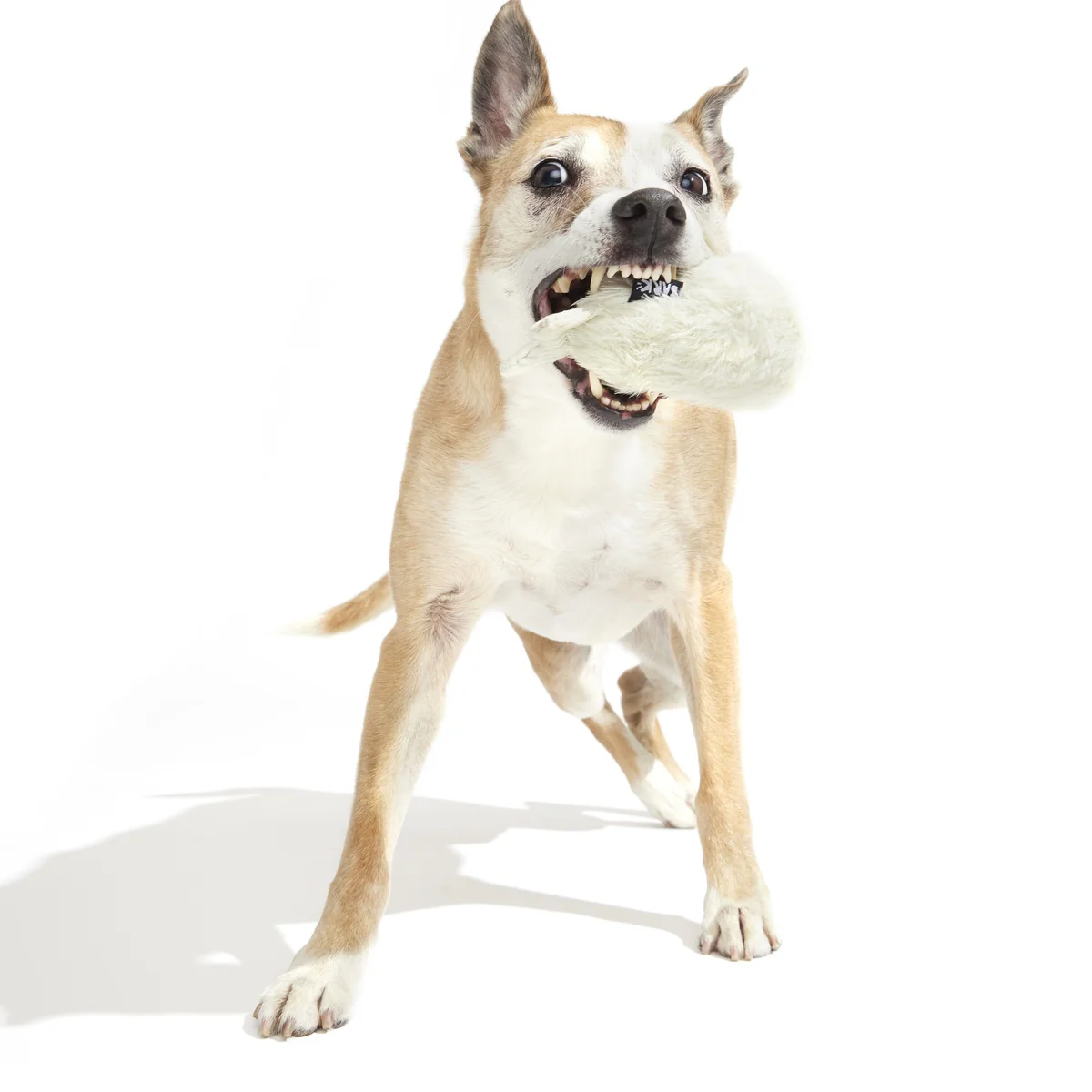 Seal Meal Super Chewer Durable 2-in-1 + Enrichment Dog Toy - Image 8