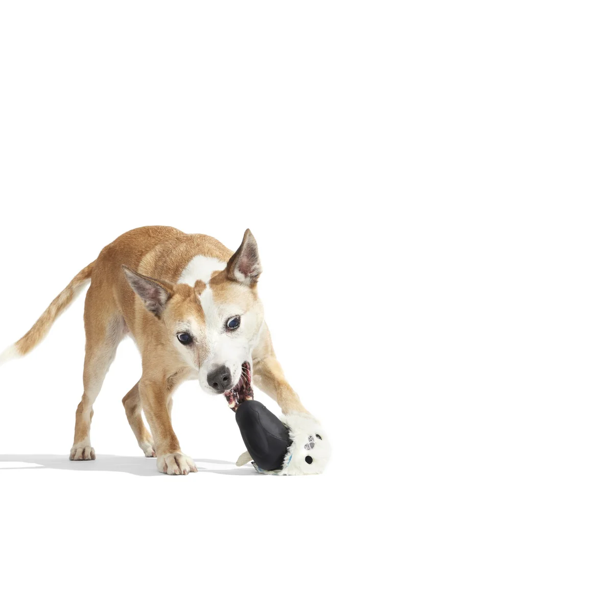 Seal Meal Super Chewer Durable 2-in-1 + Enrichment Dog Toy - Image 9