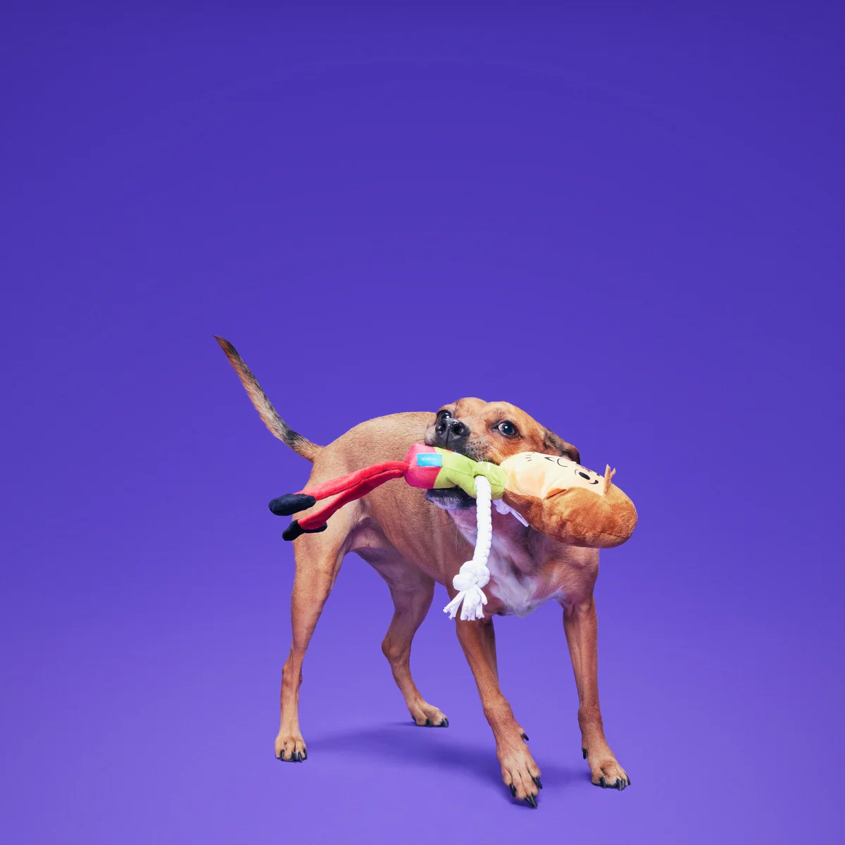 Shaggy™ Skelly - Image 4