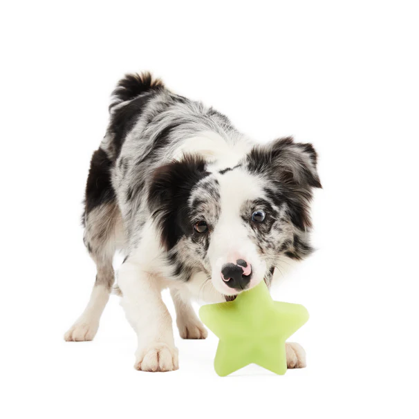 Shooting Starf Gnaw Dog Toy - Image 3