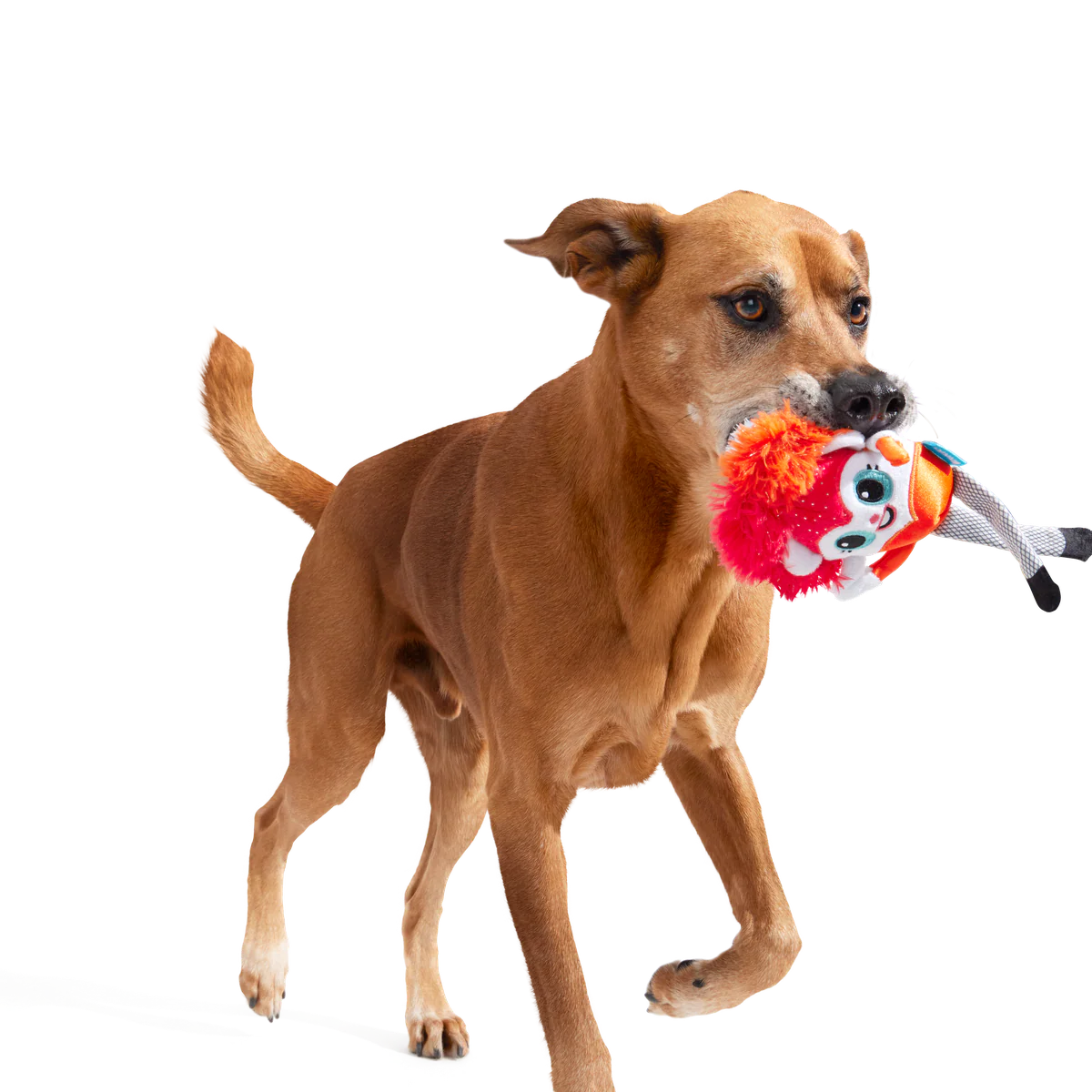Showsquirrel Plush Tug Dog Toy - Image 6