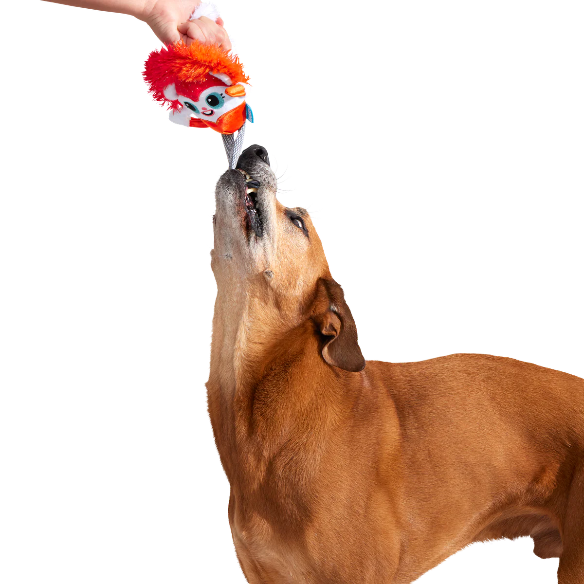 Showsquirrel Plush Tug Dog Toy - Image 7