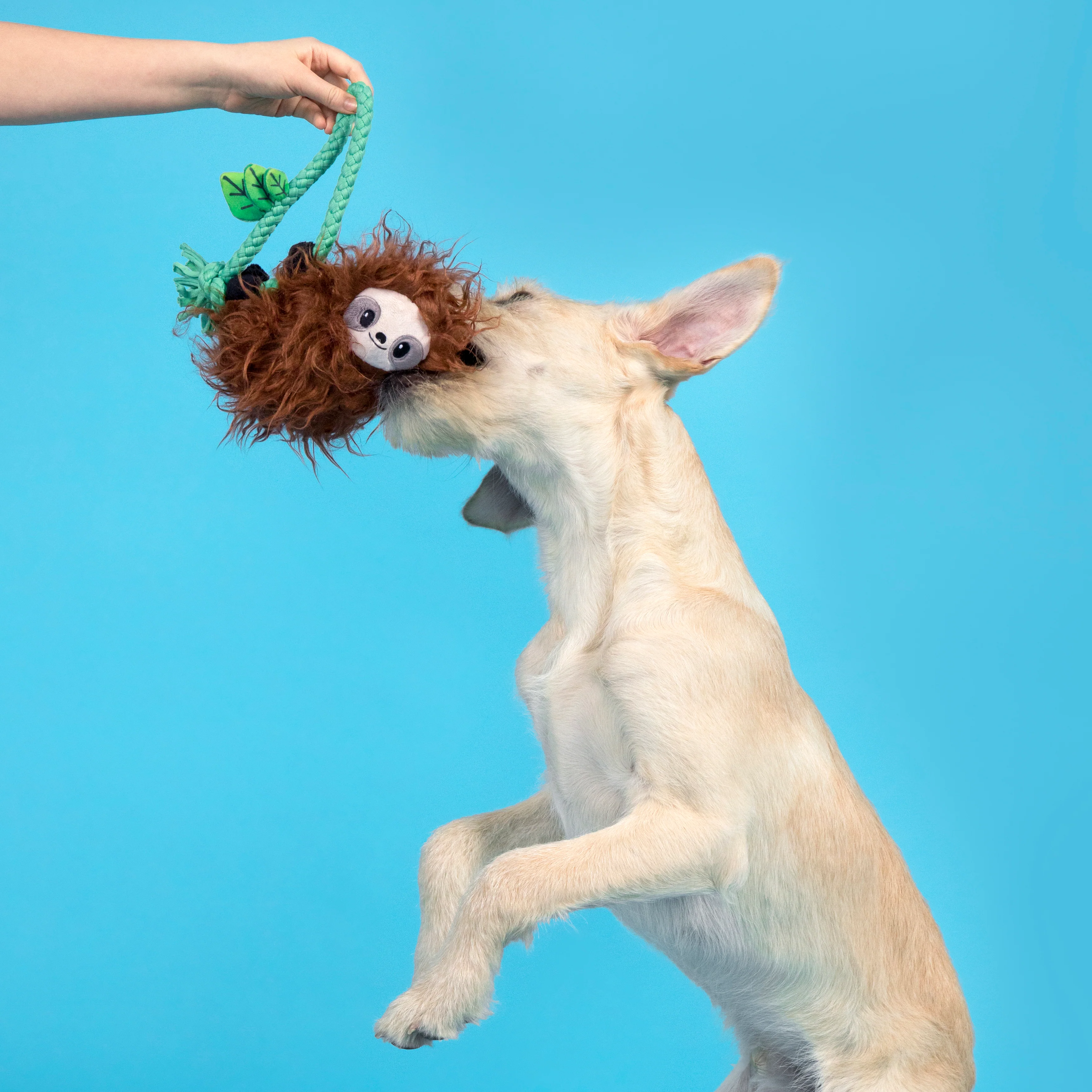 Slo-mo Beau Plush Tug Dog Toy - Image 3