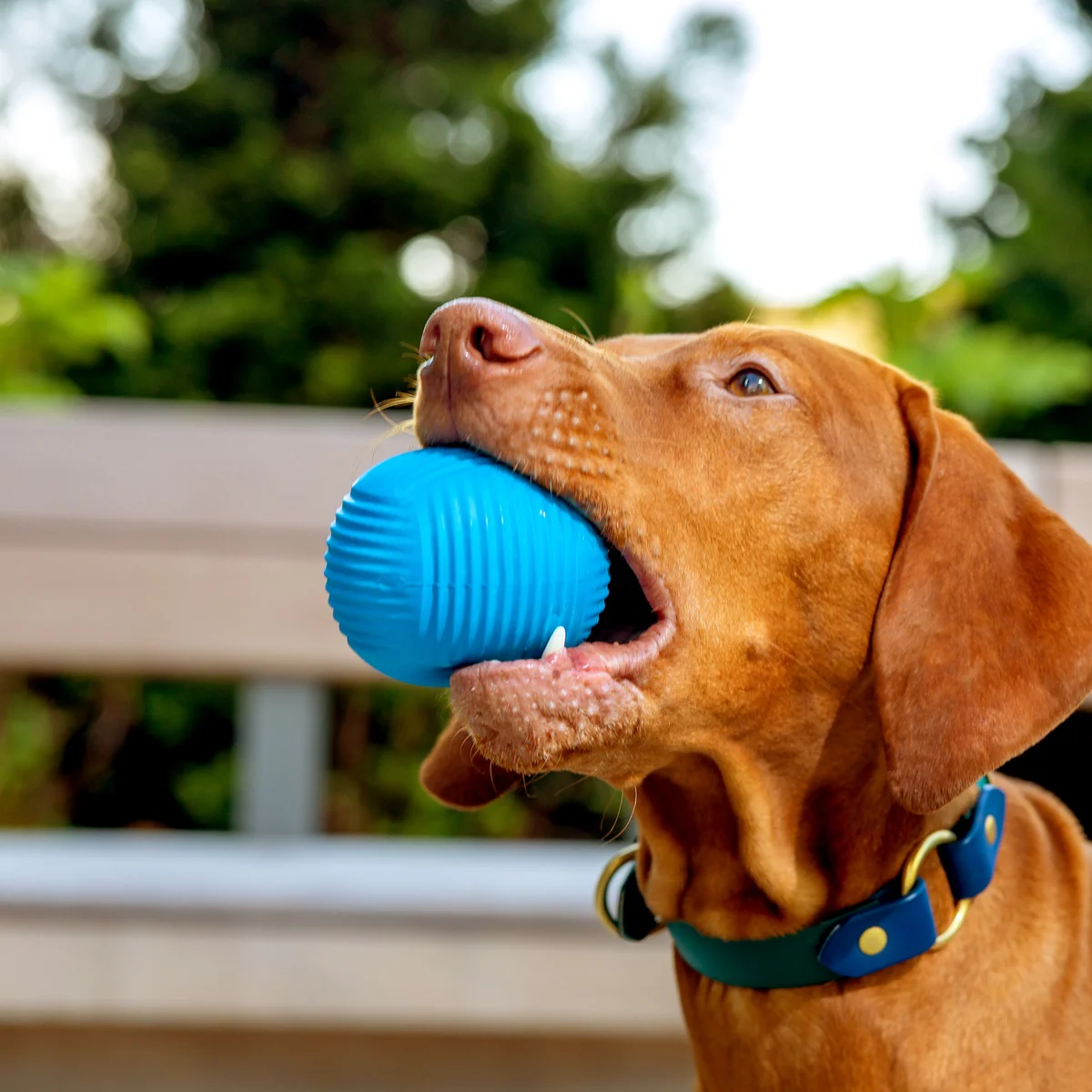 Slobber Polo Super Chewer Durable Fetch Dog Toy - Image 2