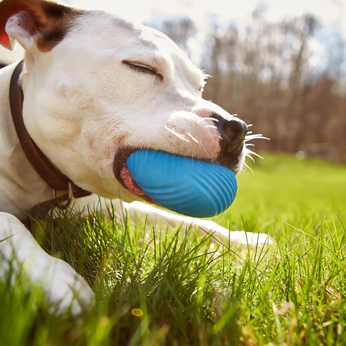 Slobber Polo Super Chewer Durable Fetch Dog Toy - Image 3