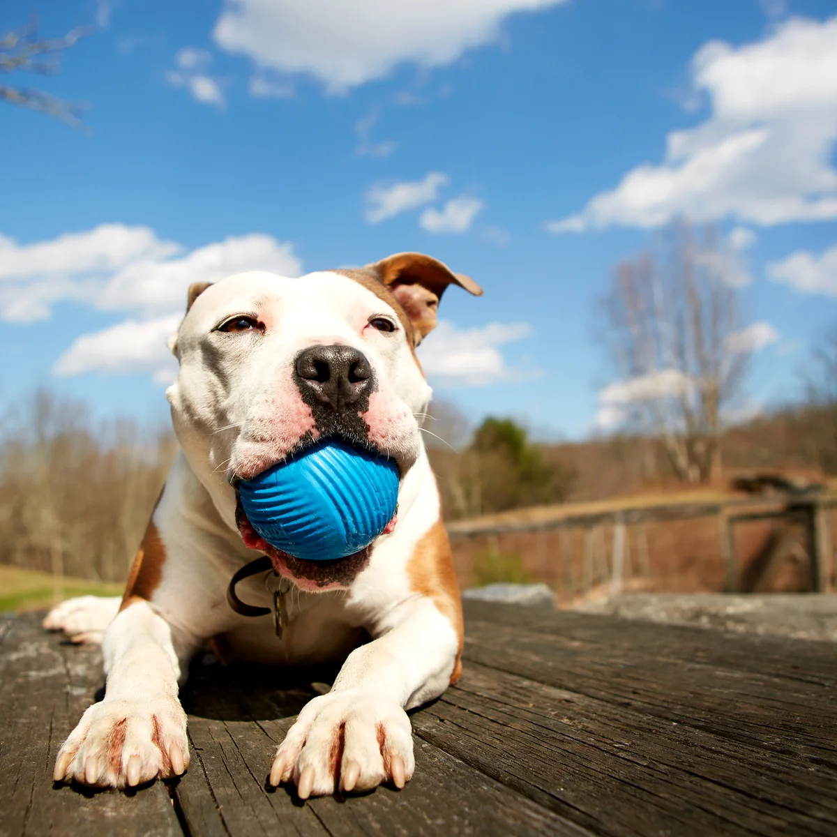 Slobber Polo Super Chewer Durable Fetch Dog Toy - Image 4
