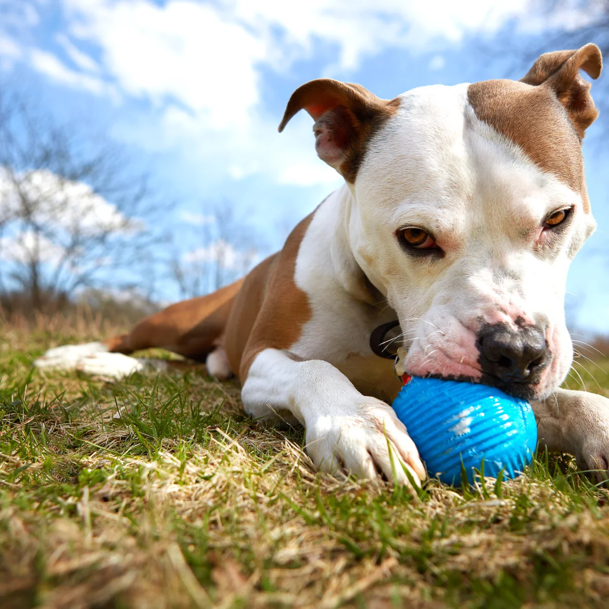Slobber Polo Super Chewer Durable Fetch Dog Toy - Image 5