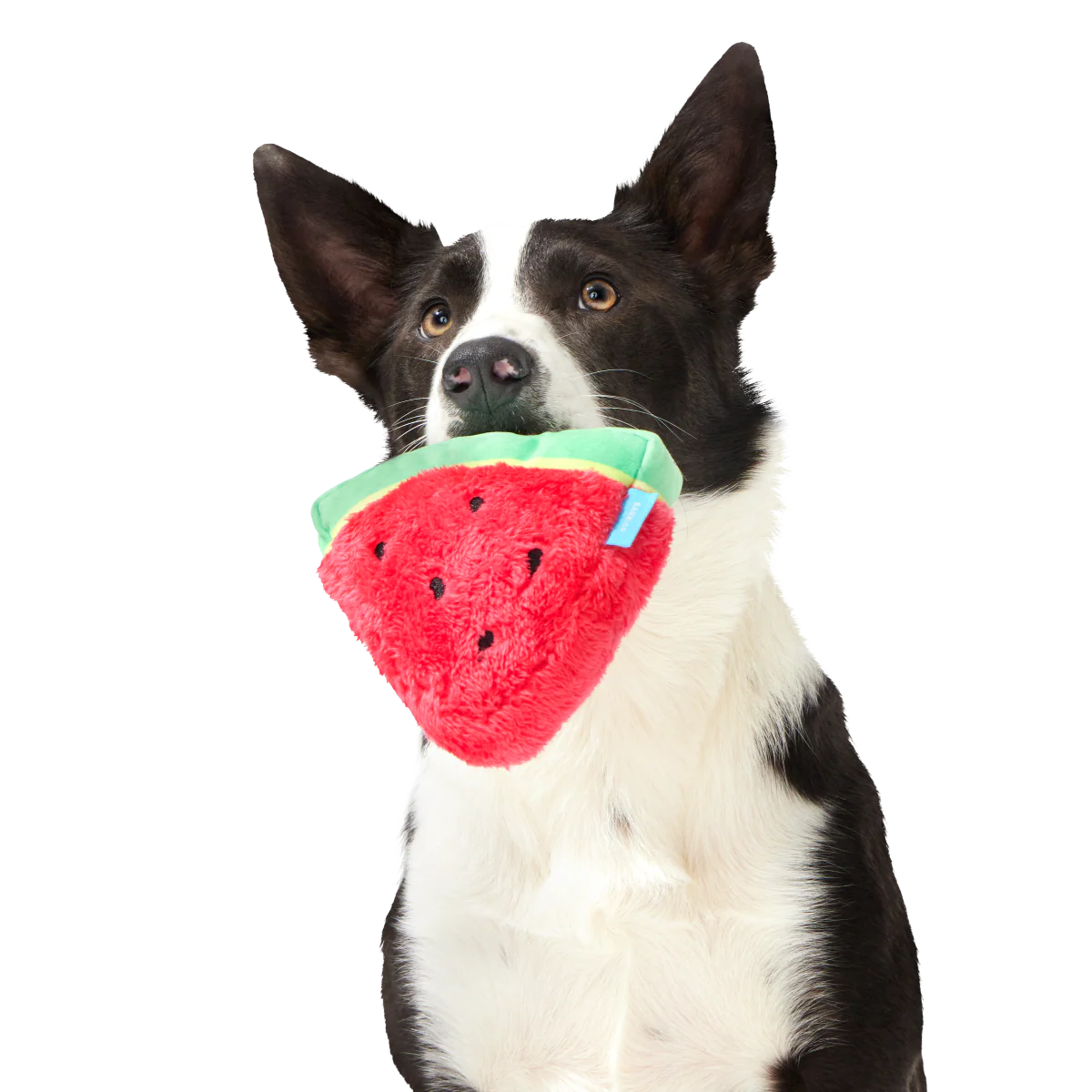 Slobbermelon Pop Plush Tug Dog Toy - Image 2