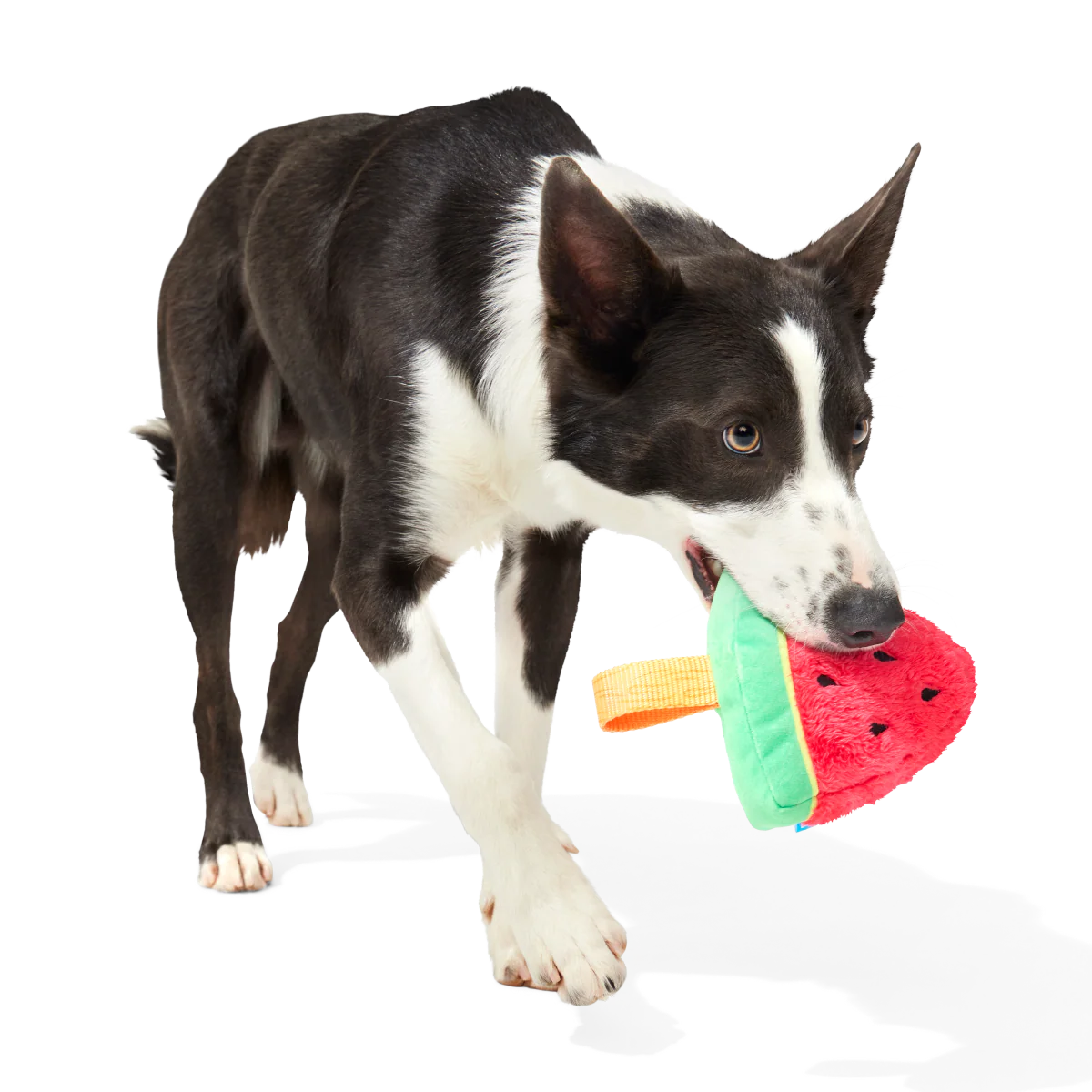 Slobbermelon Pop Plush Tug Dog Toy - Image 3