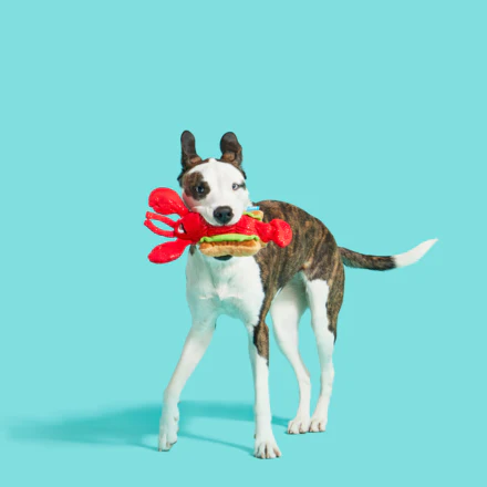 Slobster Roll - Image 3