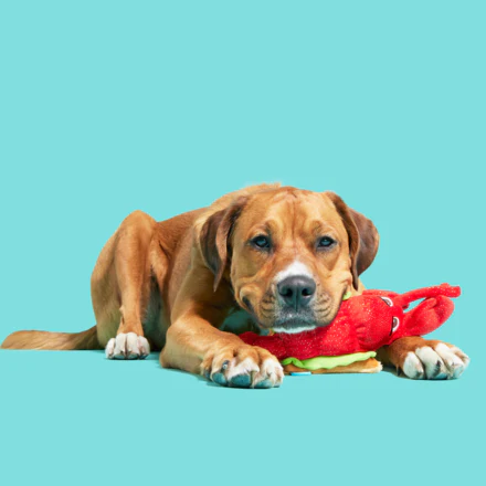 Slobster Roll - Image 5
