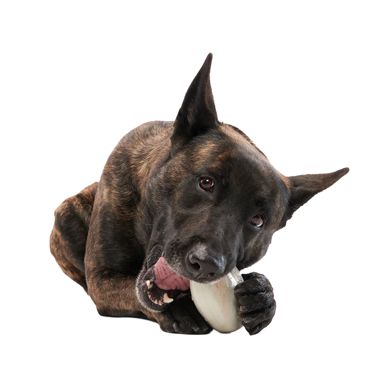 Snack Dollar Super Chewer Durable Enrichment + Fetch Dog Toy - Image 2