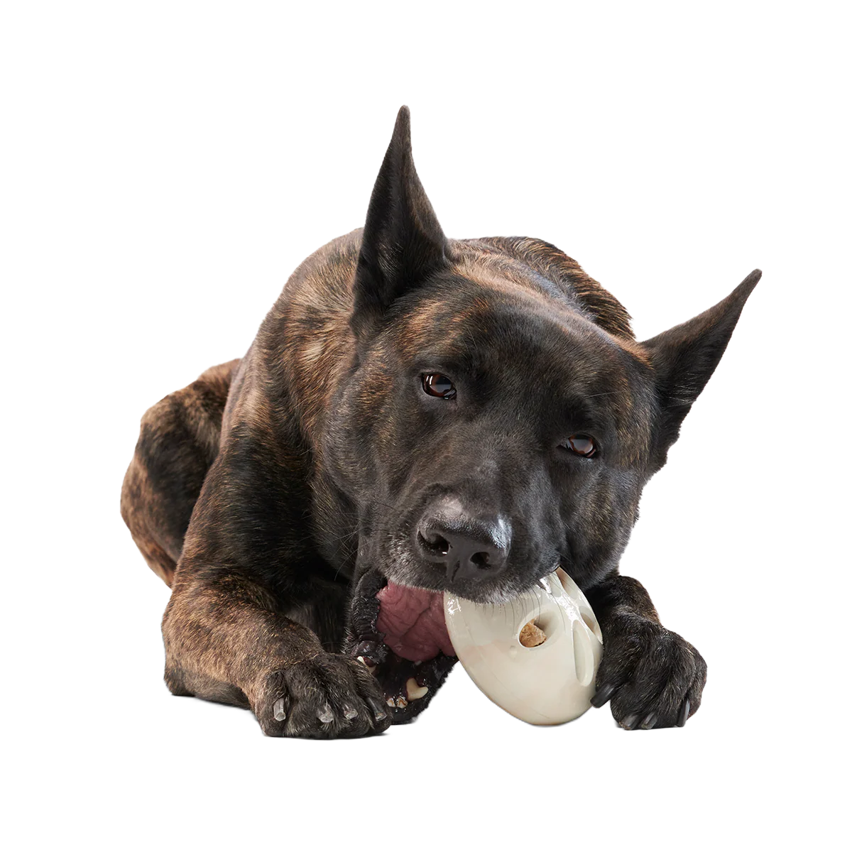 Snack Dollar Super Chewer Durable Enrichment + Fetch Dog Toy - Image 3