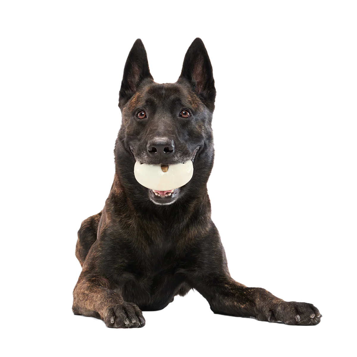 Snack Dollar Super Chewer Durable Enrichment + Fetch Dog Toy - Image 4