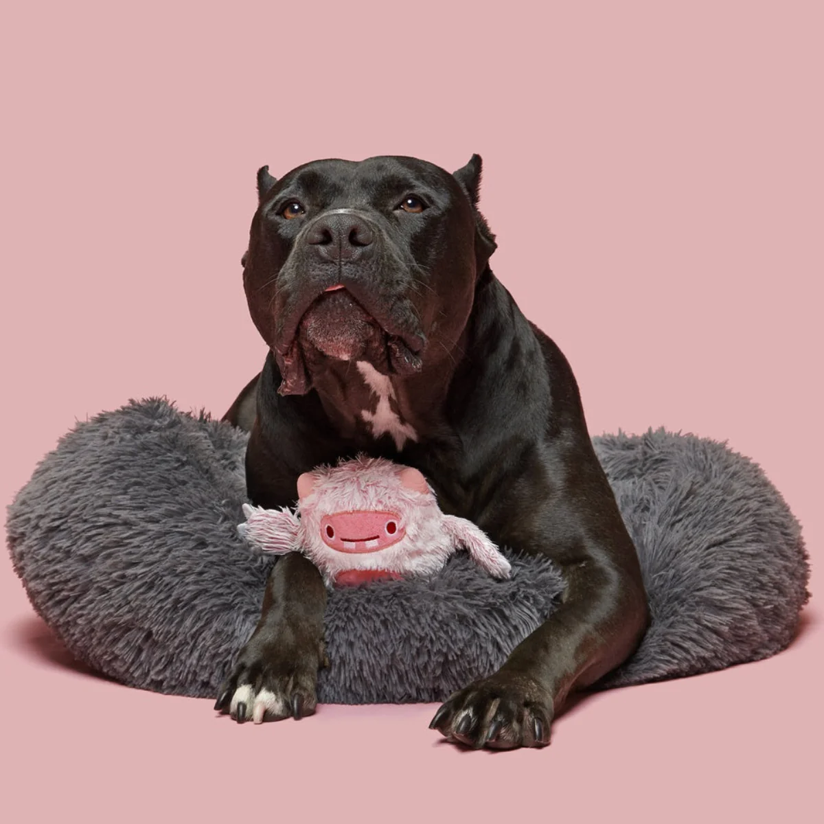 Snuglor Durable Super Chewer 2-in-1 Rip and Reveal + Enrichment Dog Toy - Image 3