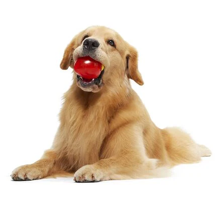 Squeak Every Bulb Durable Super Chewer Gnaw Dog Toy - Image 4