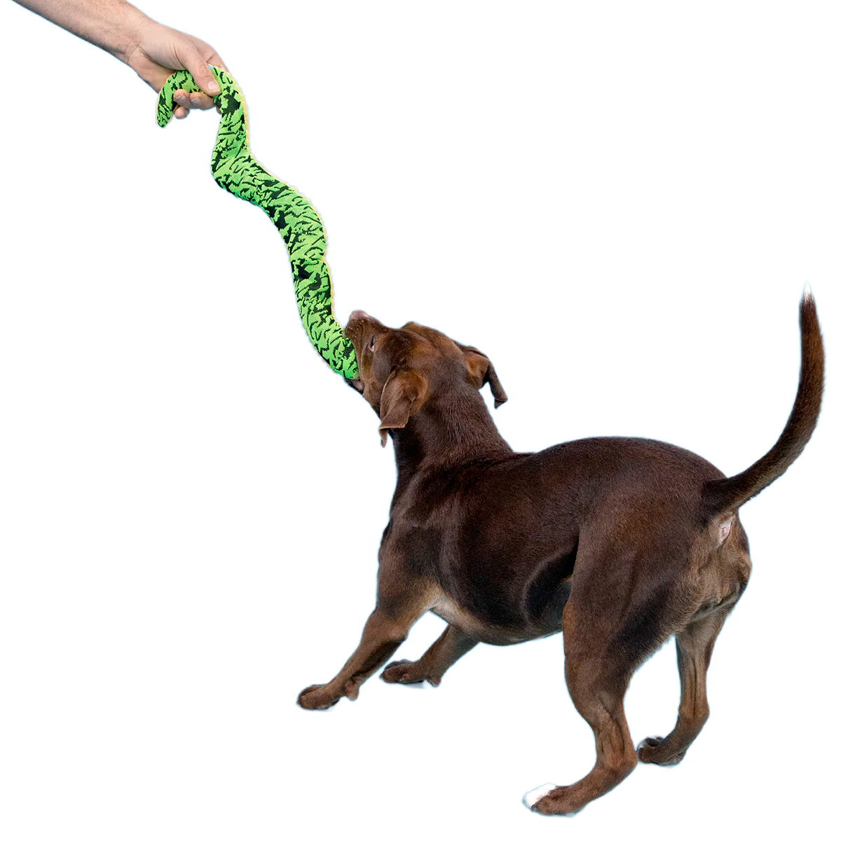 Sssssssssteve Plush XXL Tug Dog Toy - Image 4