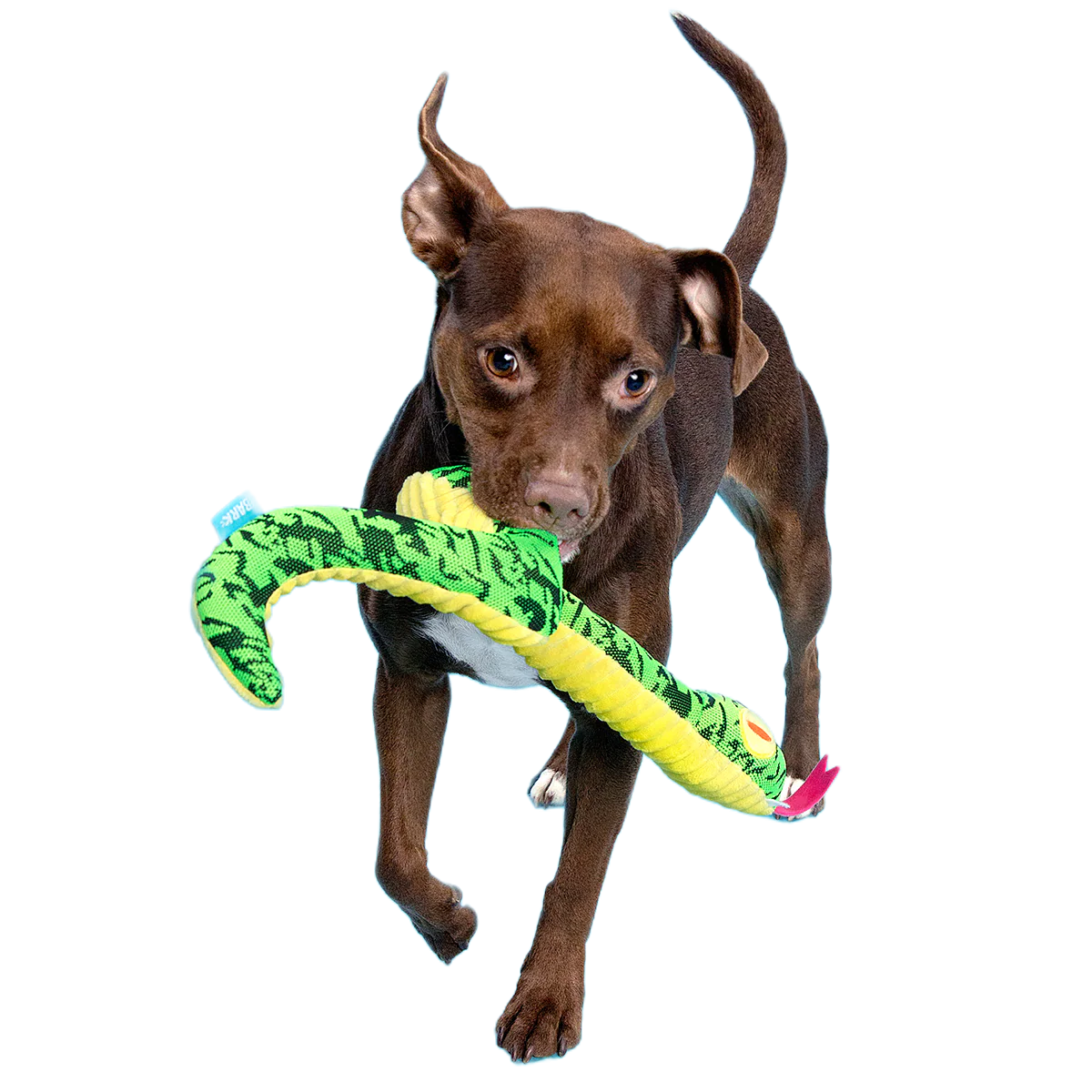 Sssssssssteve Plush XXL Tug Dog Toy - Image 5