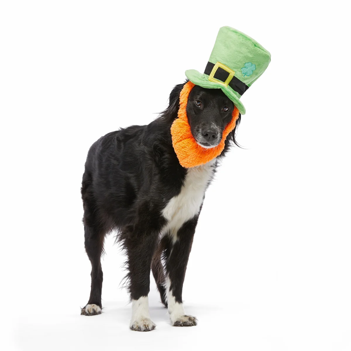 St. Pup's Lucky Hat Plush Wearable Tug Dog Toy - Image 3