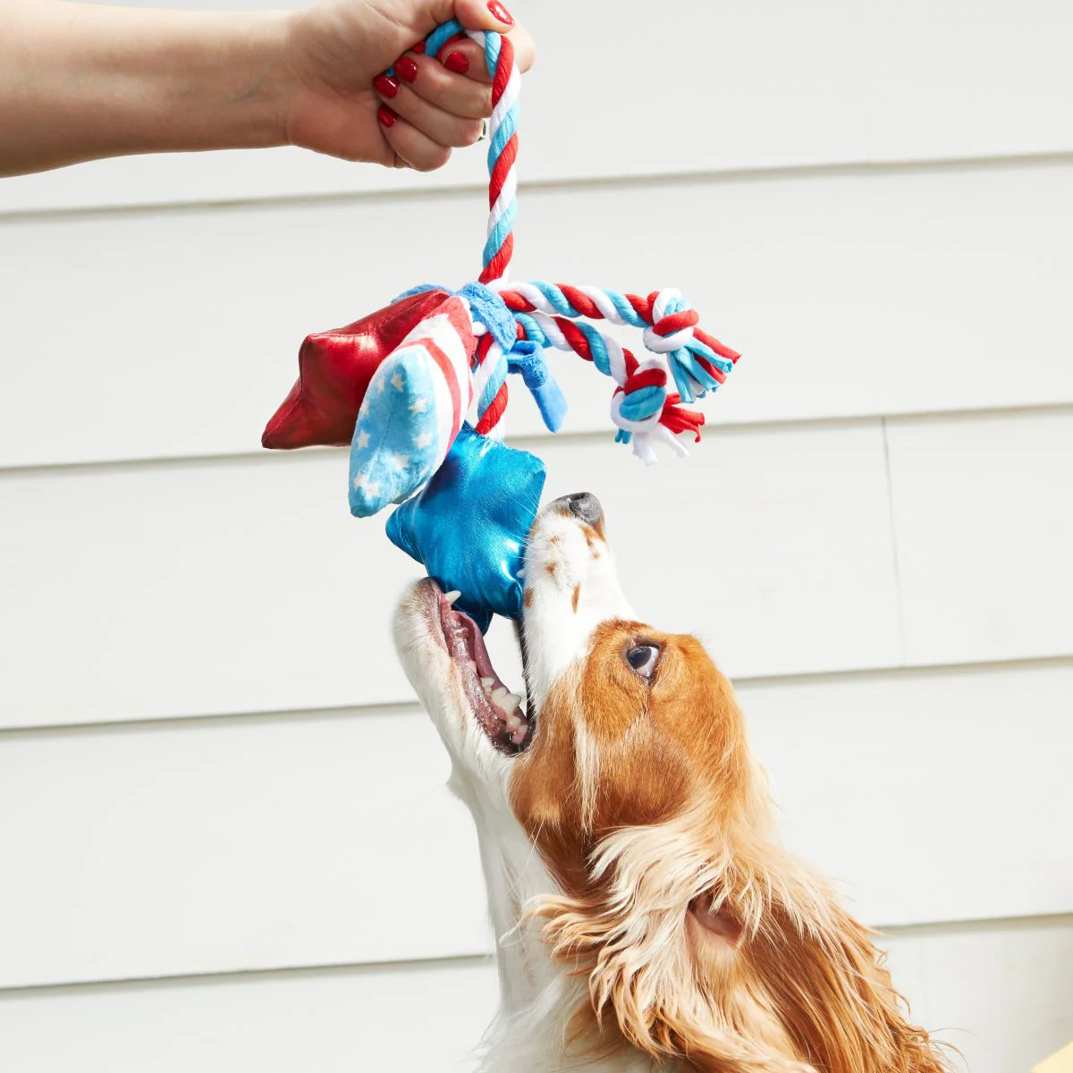 Star Spangles Plush Tug Dog Toy - Image 3