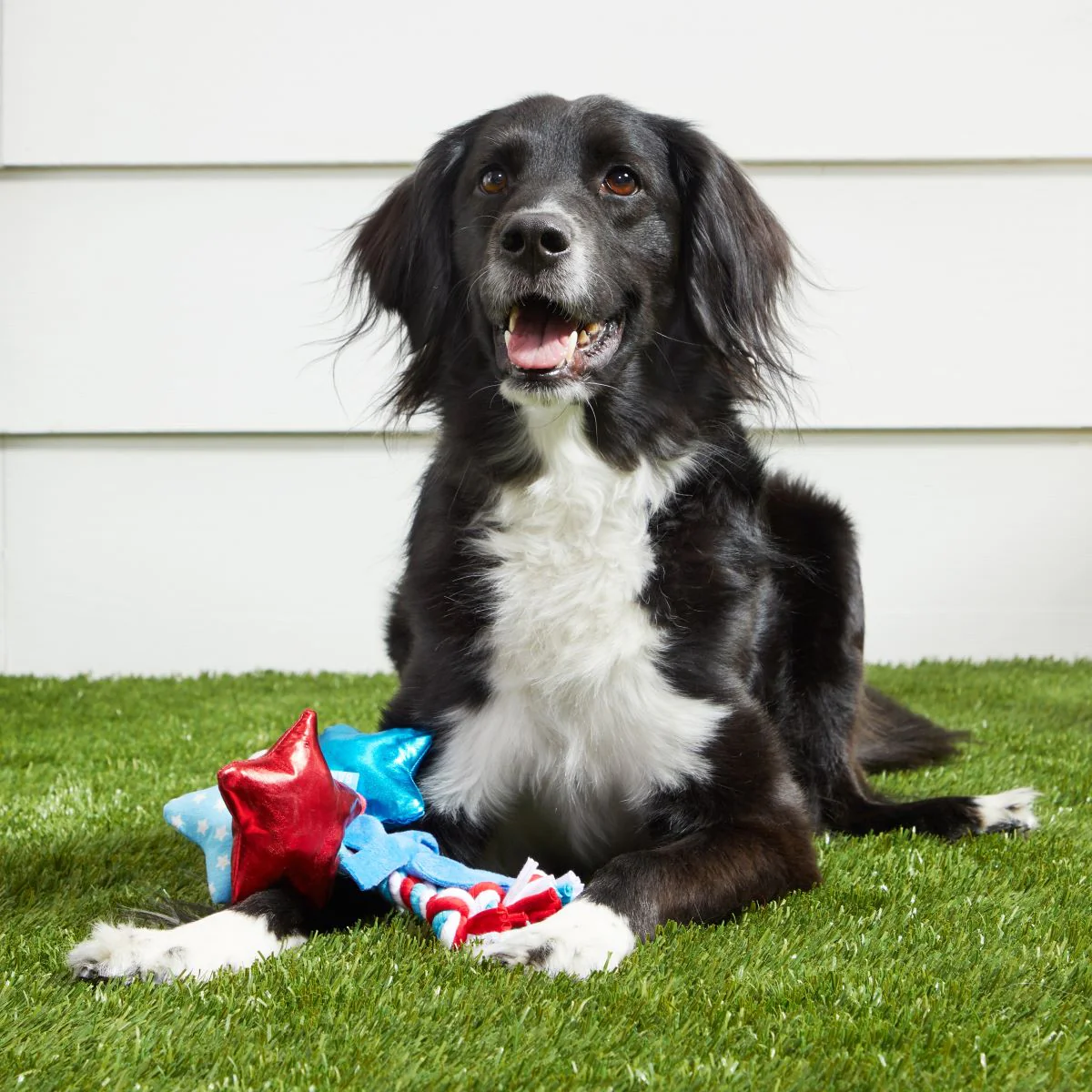 Star Spangles Plush Tug Dog Toy - Image 4
