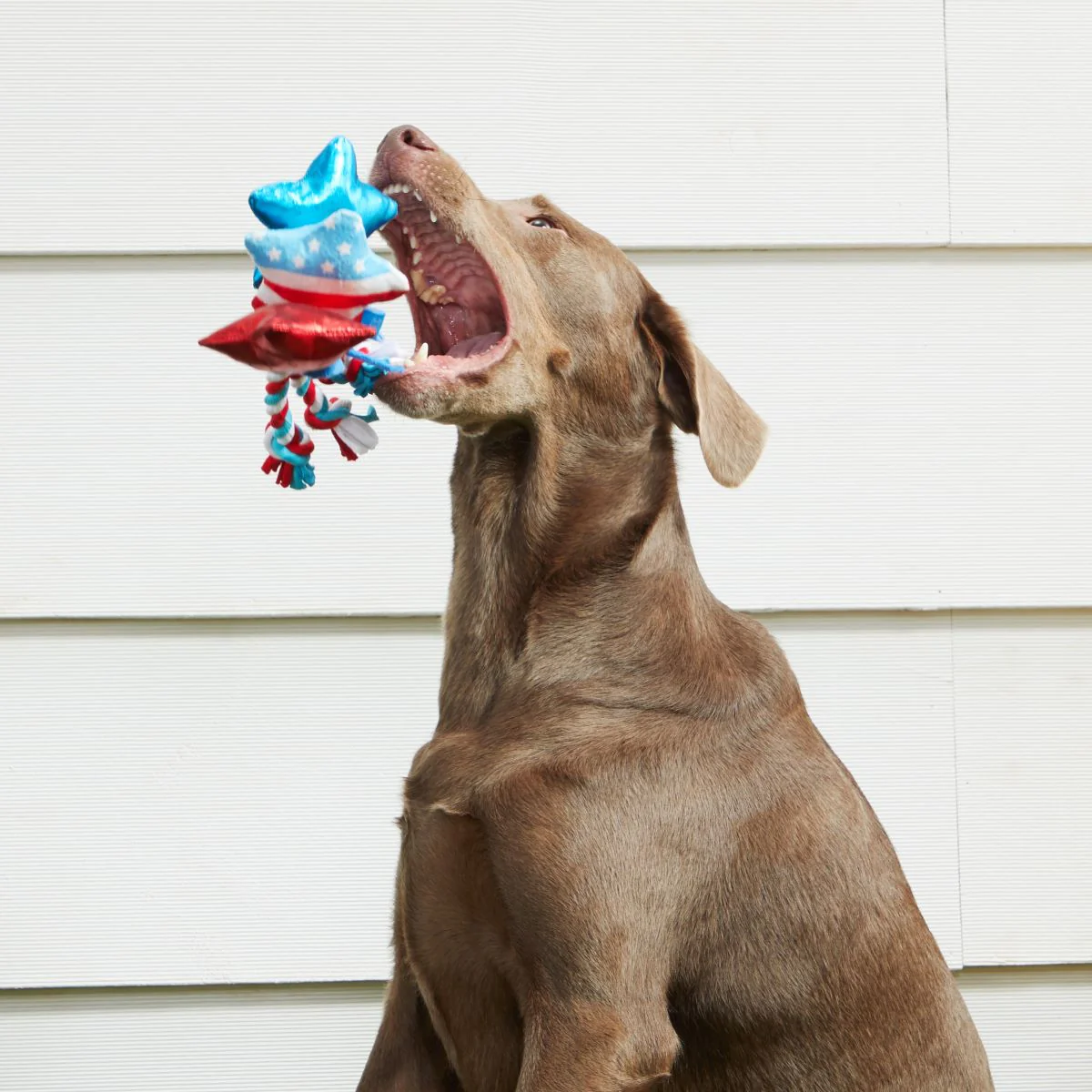 Star Spangles Plush Tug Dog Toy - Image 5