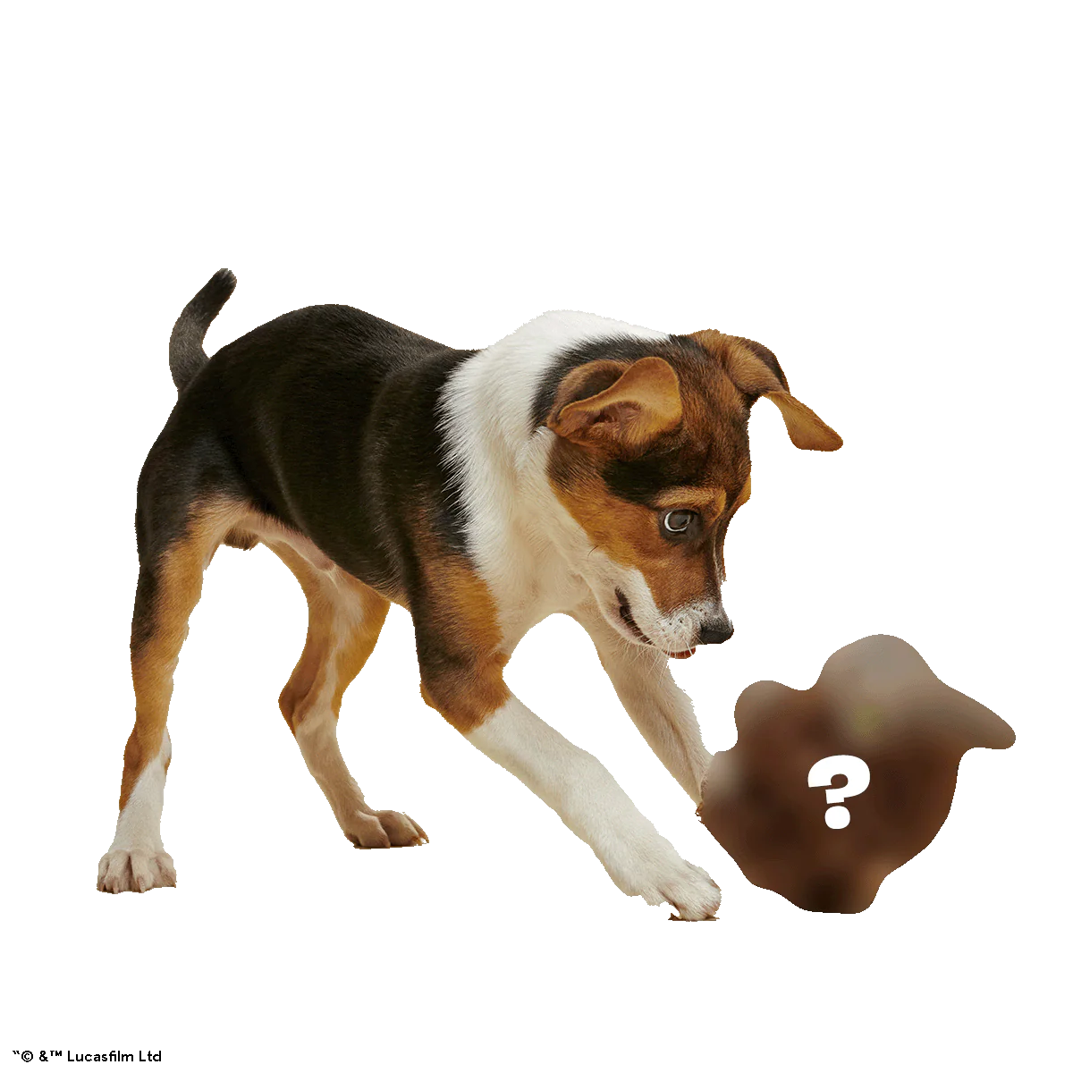 Star Wars™ Creature Club, Plush Monthly Dog Toys - Image 5